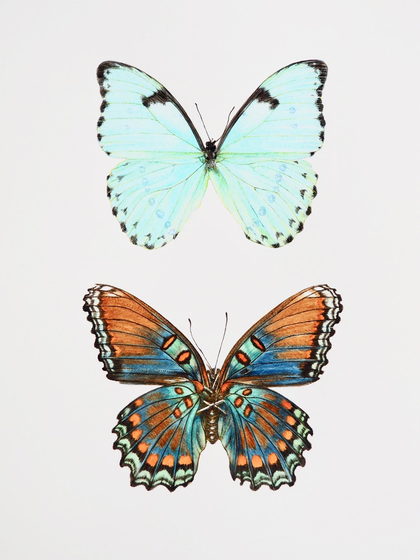 Aquarelle de deux papillons : Morpho catenaria vert turquoise et papillon marron-bleu, illustration naturaliste
