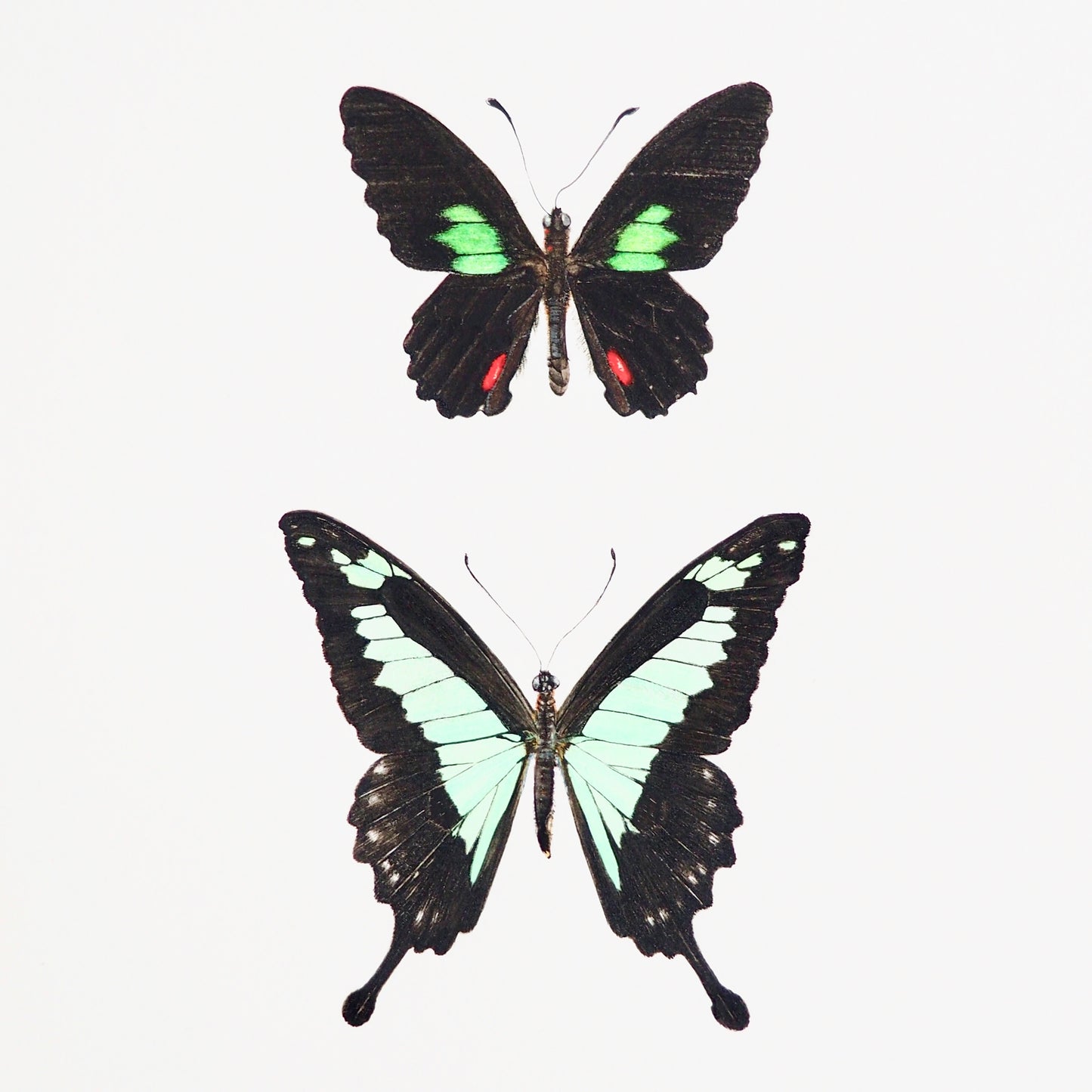 llustration naturaliste à l'aquarelle de lépidoptères : Papilio neophilus olivencius et Papilio ulysses, noirs et vert turquoise