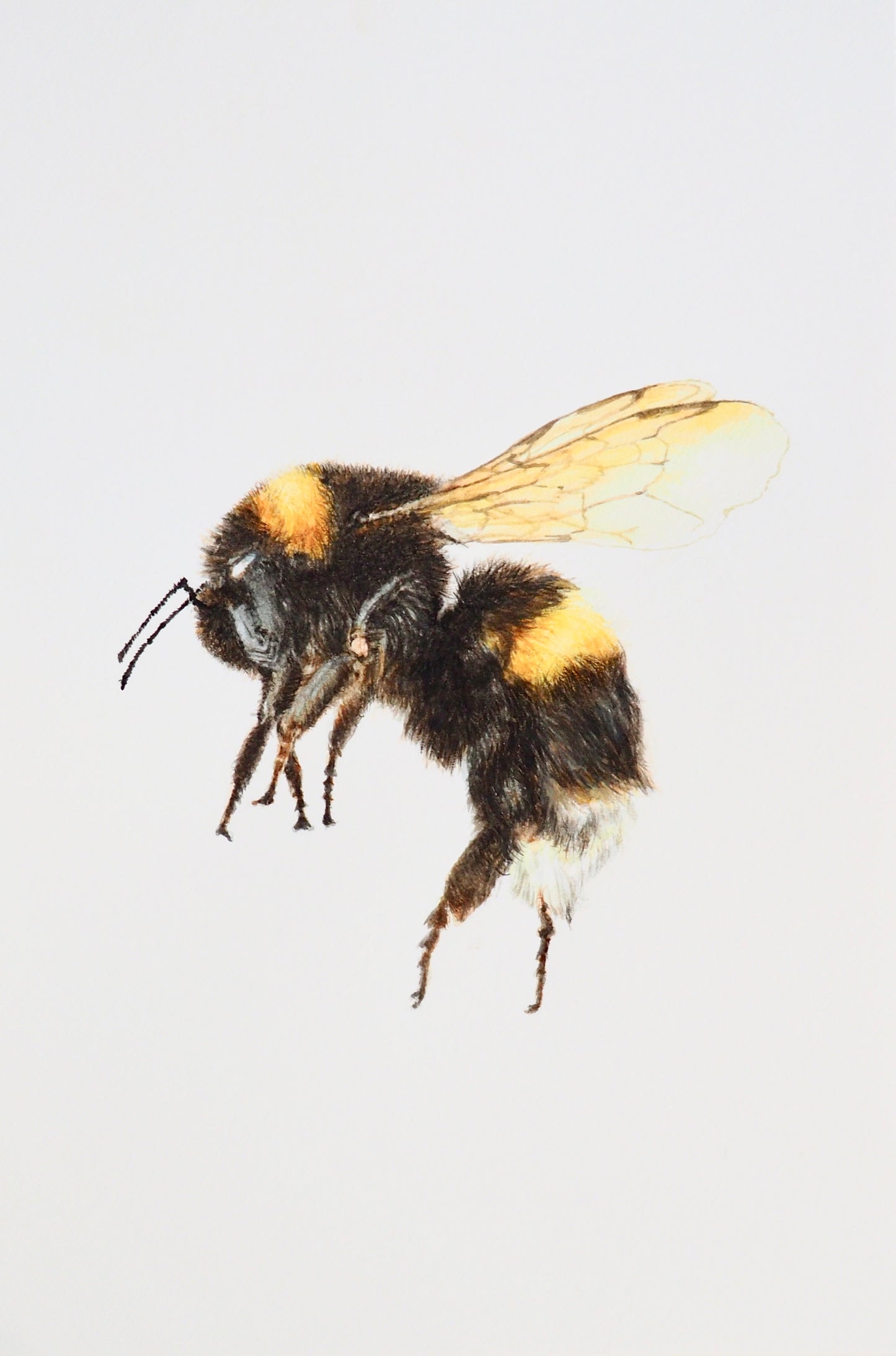 Illustration naturaliste à l'aquarelle de bourdon terrestre, noir et jaune à bandes dorées