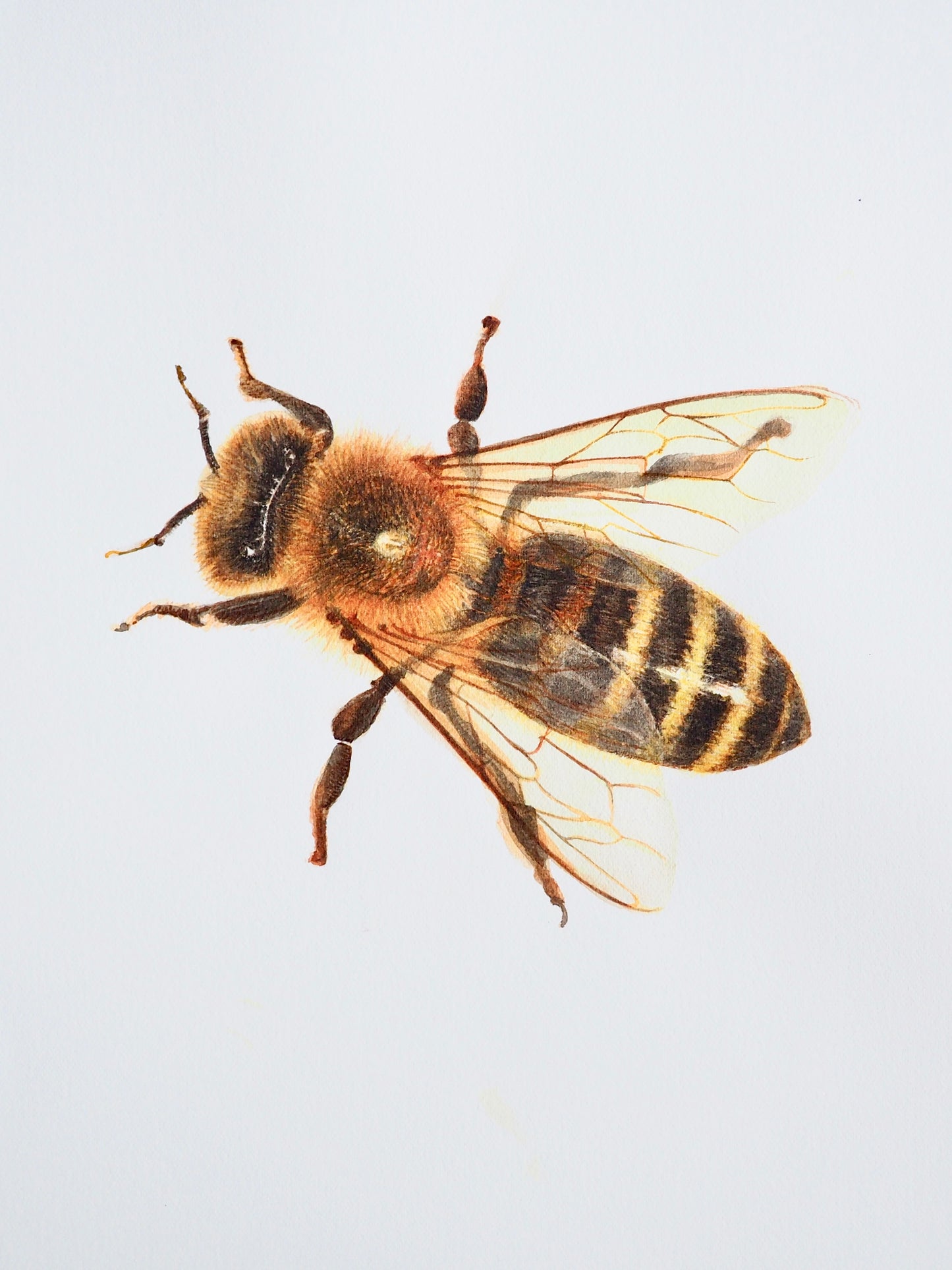 Illustration naturaliste à l'aquarelle d'abeille domestique (Apis mellifera), jaune et brun doré