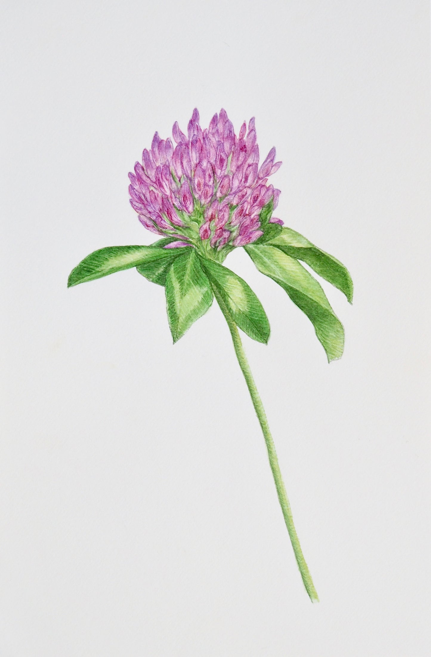 Aquarelle botanique de Trifolium pratense, trèfle des prés aux fleurs violettes et feuilles trifoliées