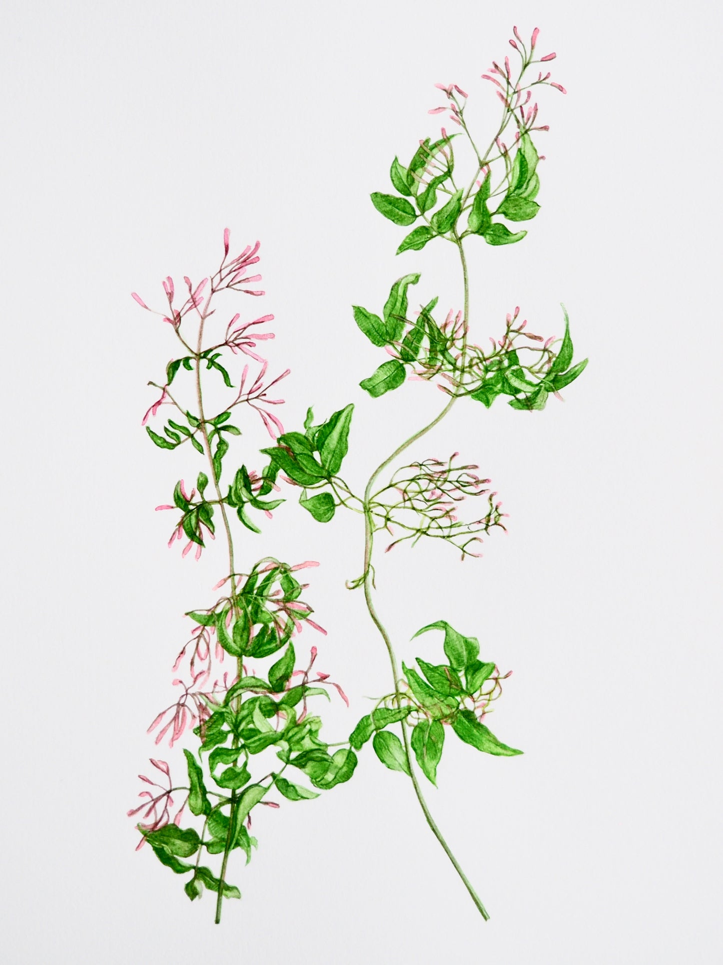 Illustration botanique à l'aquarelle de branches de jasmin en bourgeons (Jasminum officinale, Oleaceae), originaire de l'Himalaya