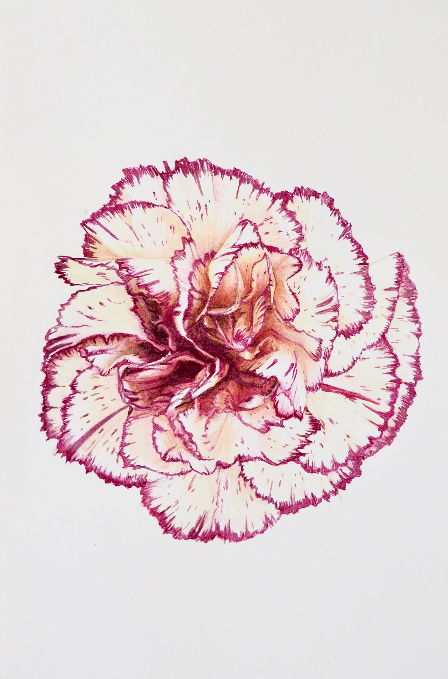 Aquarelle botanique de Dianthus caryophyllus, œillet aux pétales panachés blanc et pourpre