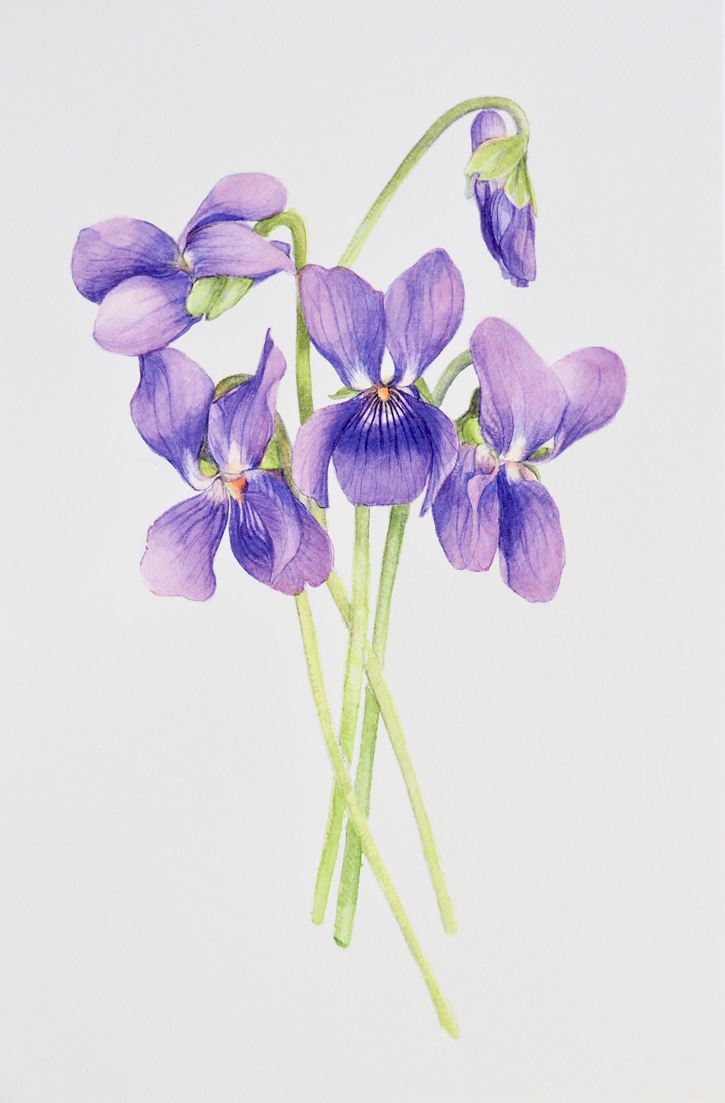 Illustration botanique à l'aquarelle de bouquet de violettes odorantes (Viola odorata, Violaceae)