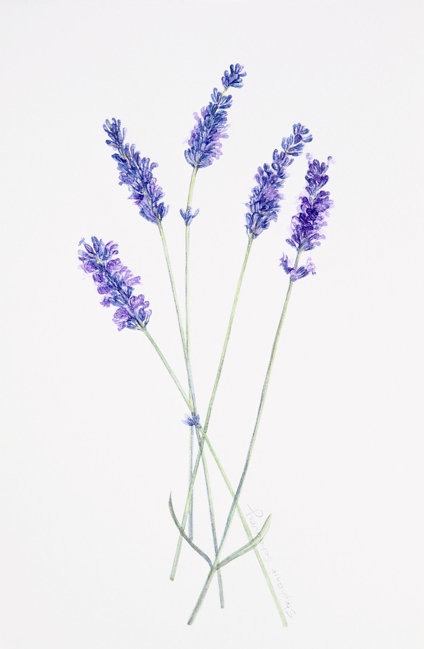 Aquarelle botanique de Lavandula angustifolia, lavande vraie aux épis floraux violets et feuillage persistant