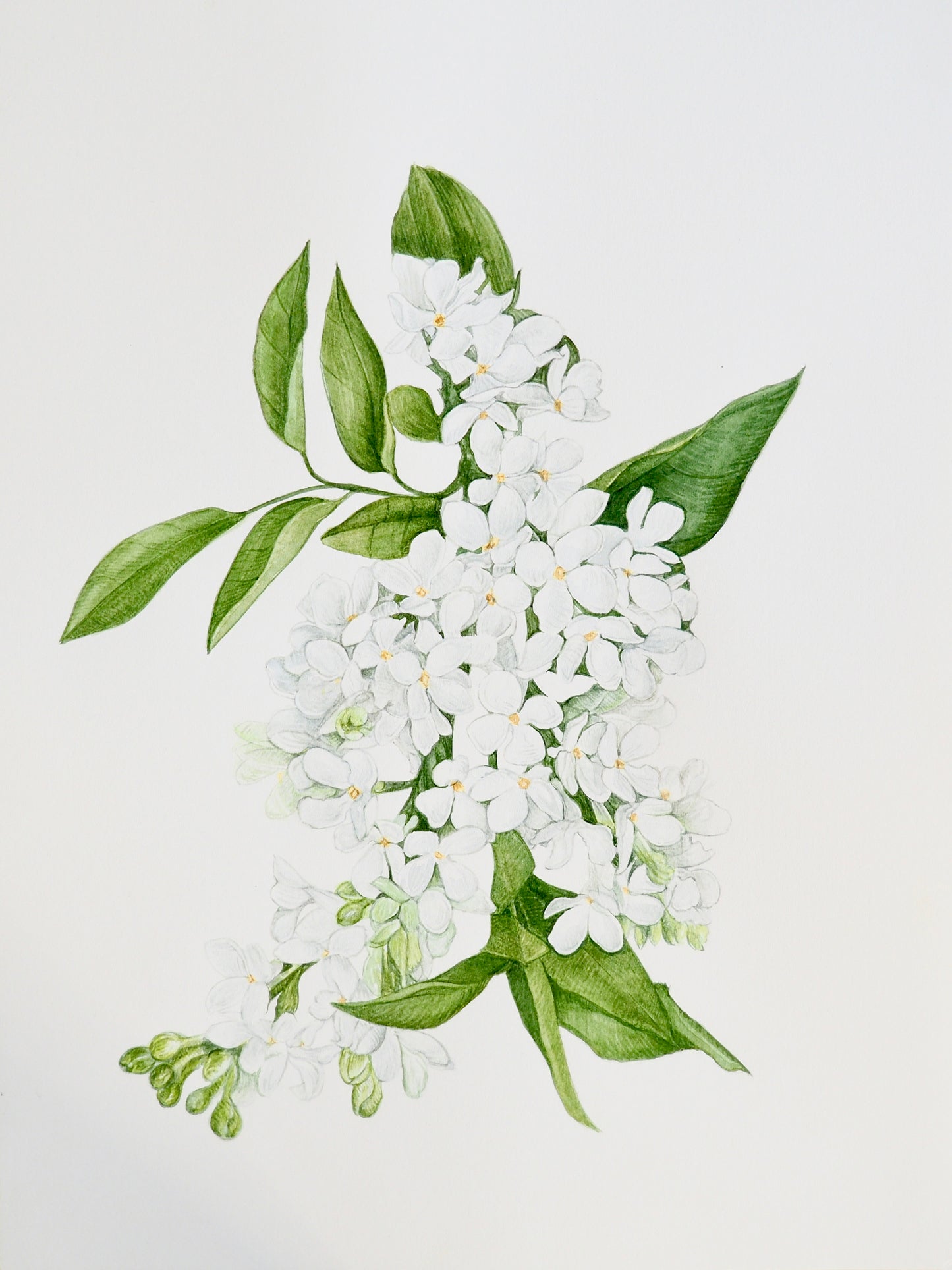 LILAS