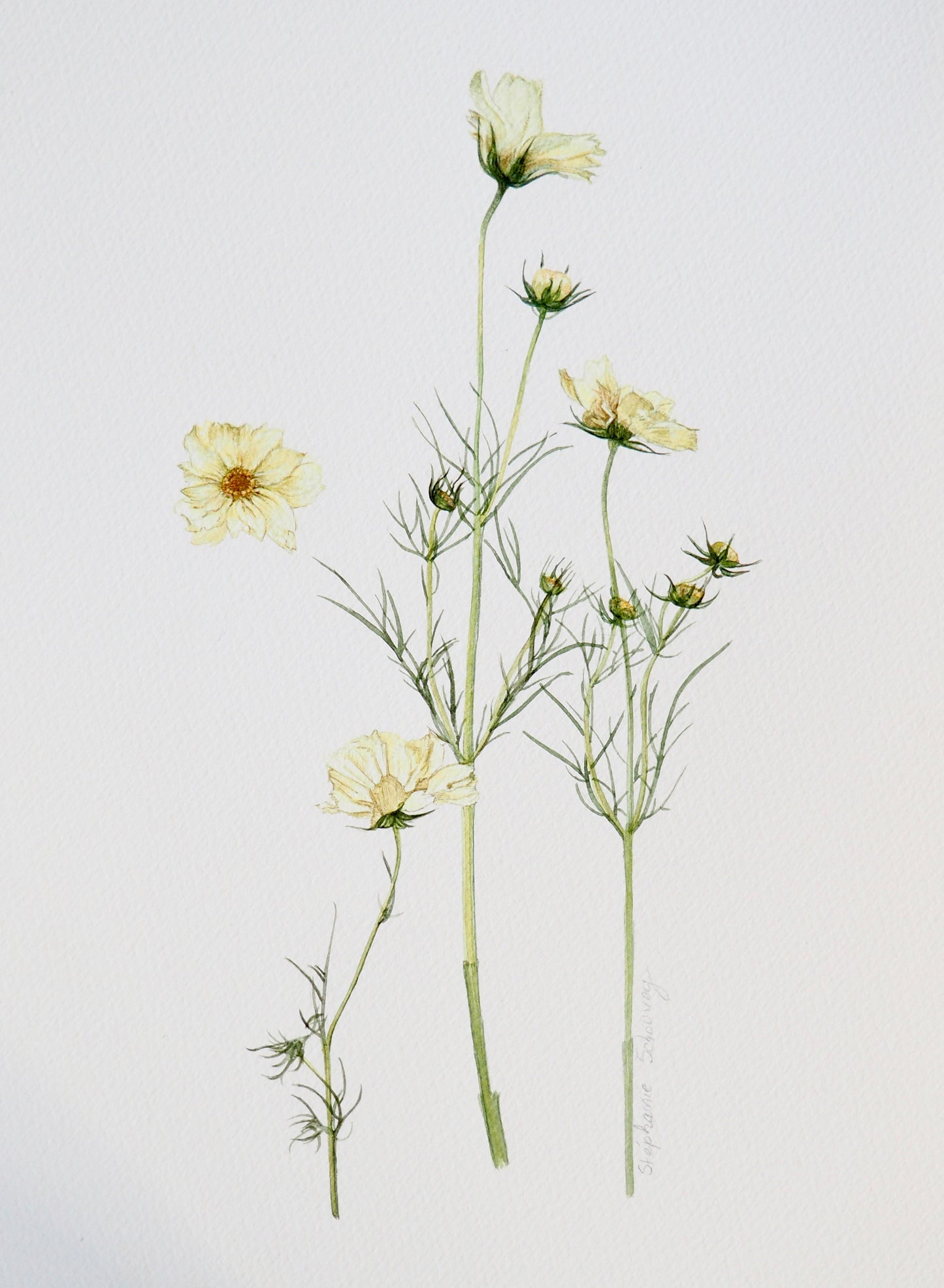 Illustration botanique à l'aquarelle de cosmos sauvages jaunes (Cosmos Xanthos) aux petites fleurs délicates