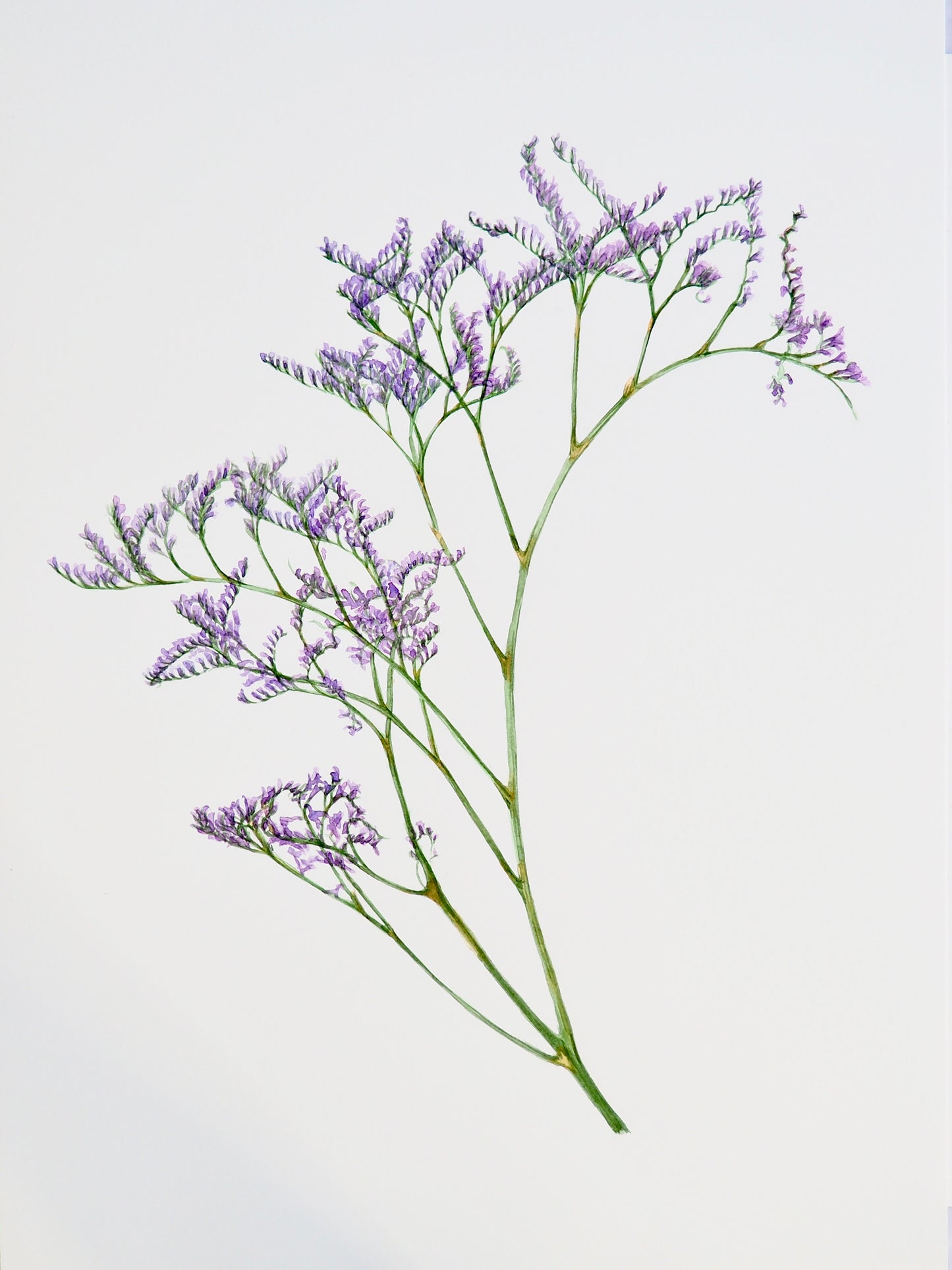 Illustration botanique à l'aquarelle de limonium mauve en arceau (Limonium, Plumbaginaceae), statice