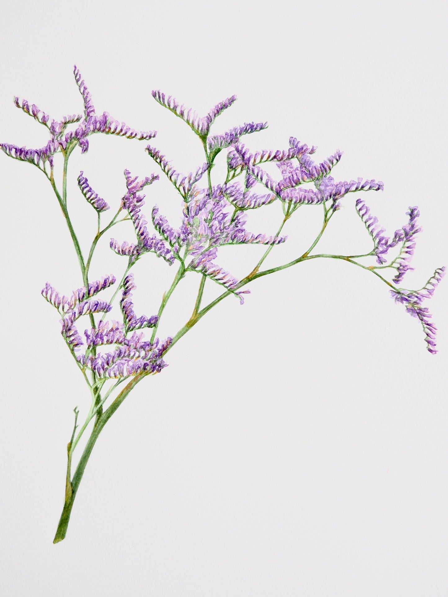 Aquarelle botanique de Limonium, statice aux délicates fleurs mauves en panicules