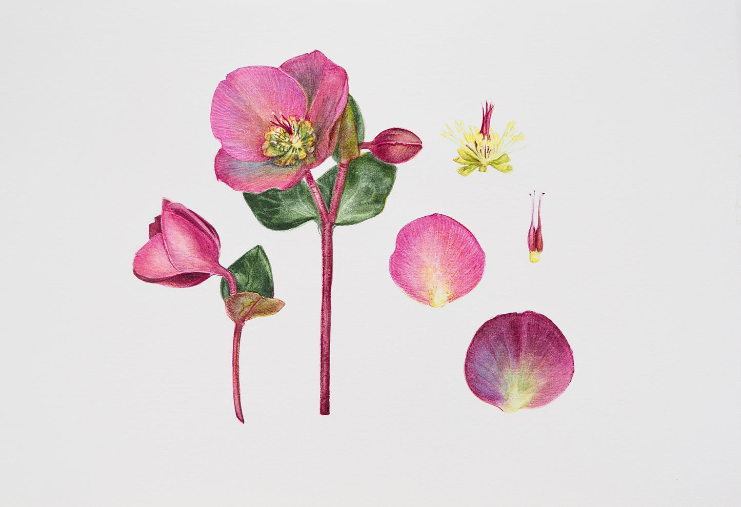 Planche botanique d'Hellébore d'Orient, Helleborus orientalis, fleurs pourpre unie