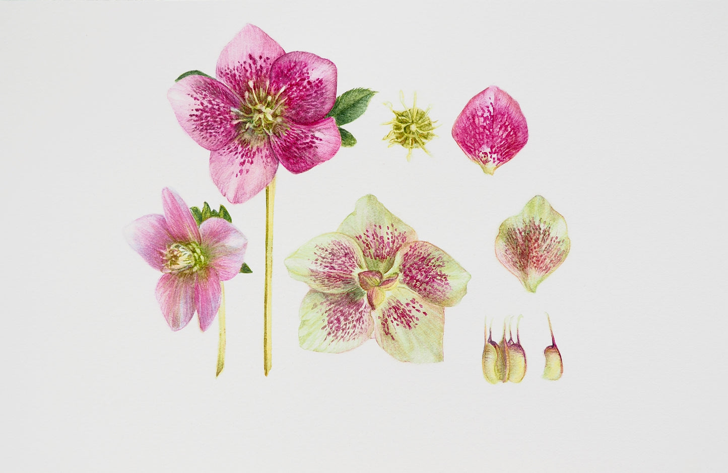 Illustration botanique à l'aquarelle d'hellébore d'Orient (Helleborus orientalis) aux fleurs pourpres et vertes tachetées