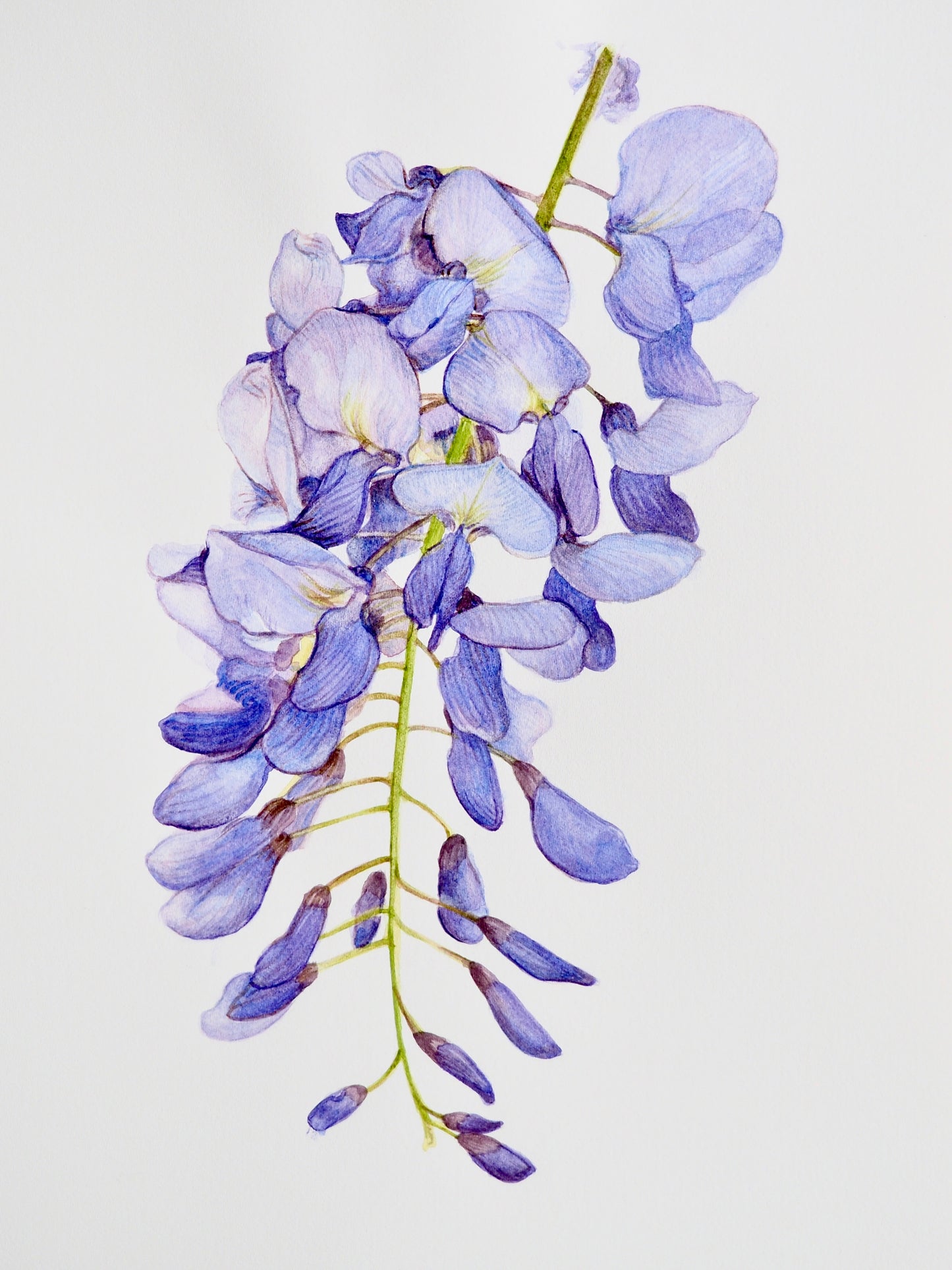Aquarelle botanique de Wisteria sinensis, glycine de Chine à fleurs en grappe pendante