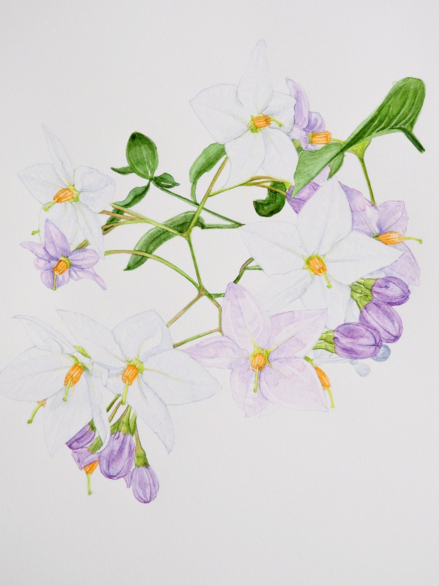Illustration botanique à l'aquarelle de morelle faux-jasmin (Solanum jasminoides), plante grimpante aux fleurs étoilées mauves