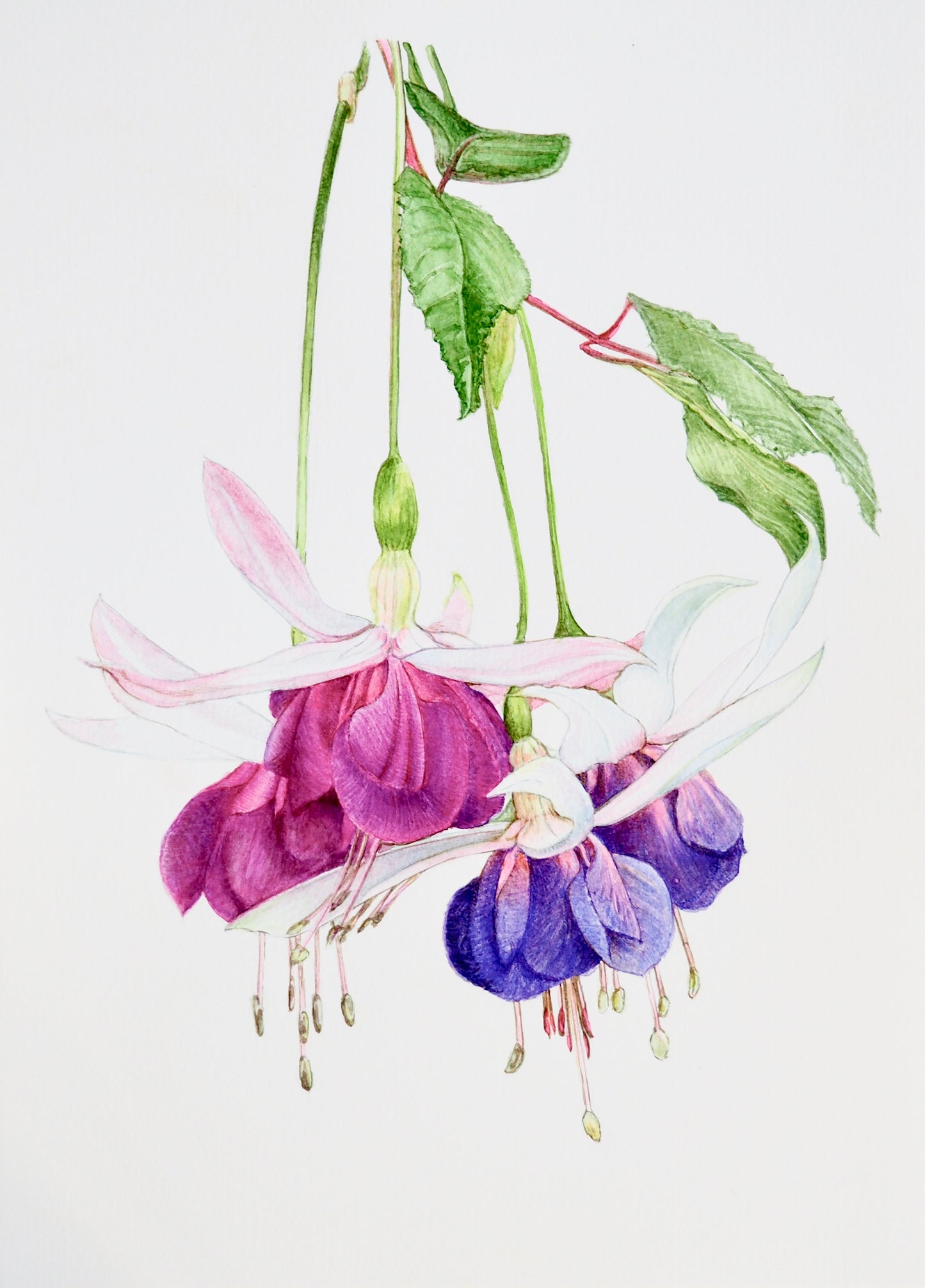 Illustration botanique à l'aquarelle de fuchsia (Fuchsia, Onagraceae) aux fleurs pendantes bicolores
