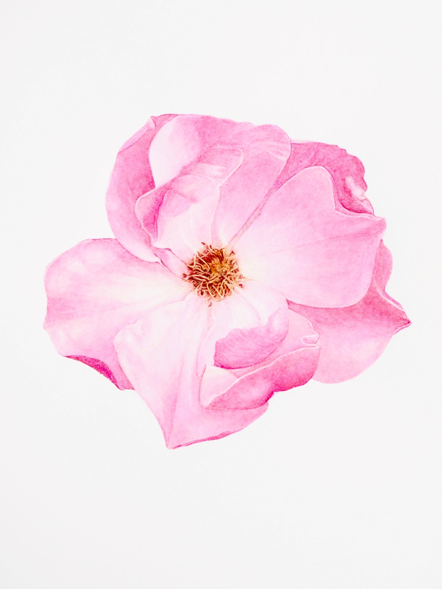 Illustration botanique à l'aquarelle de petite rose simple éclose aux pétales roses légers, cœur jaune