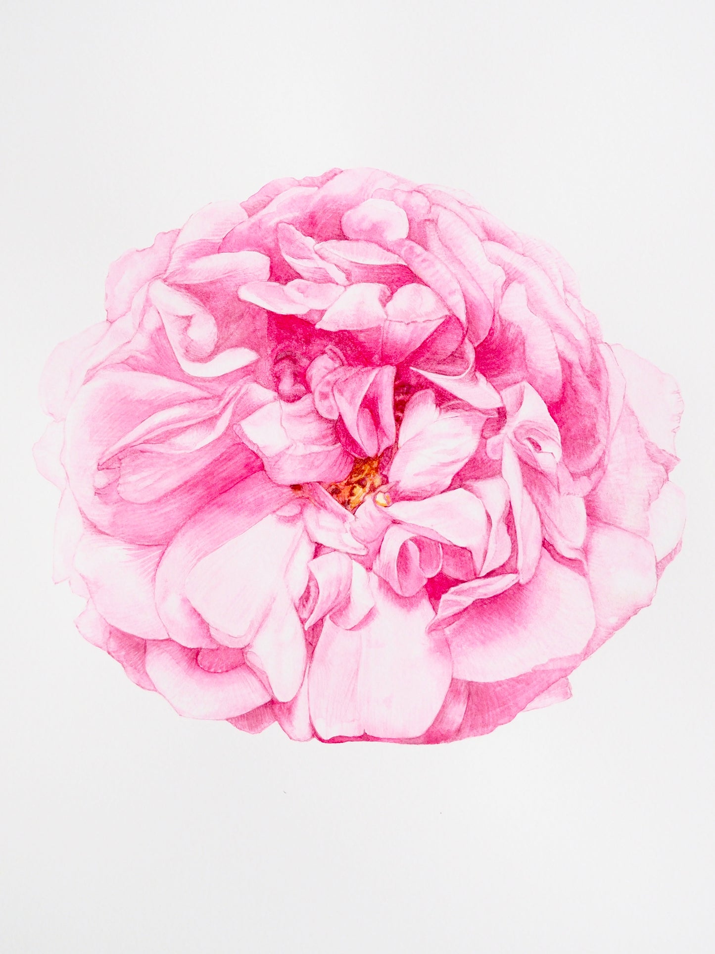 Illustration botanique à l'aquarelle de rose moussue (Rosa centifolia), rosier cent-feuilles aux pétales roses délicats