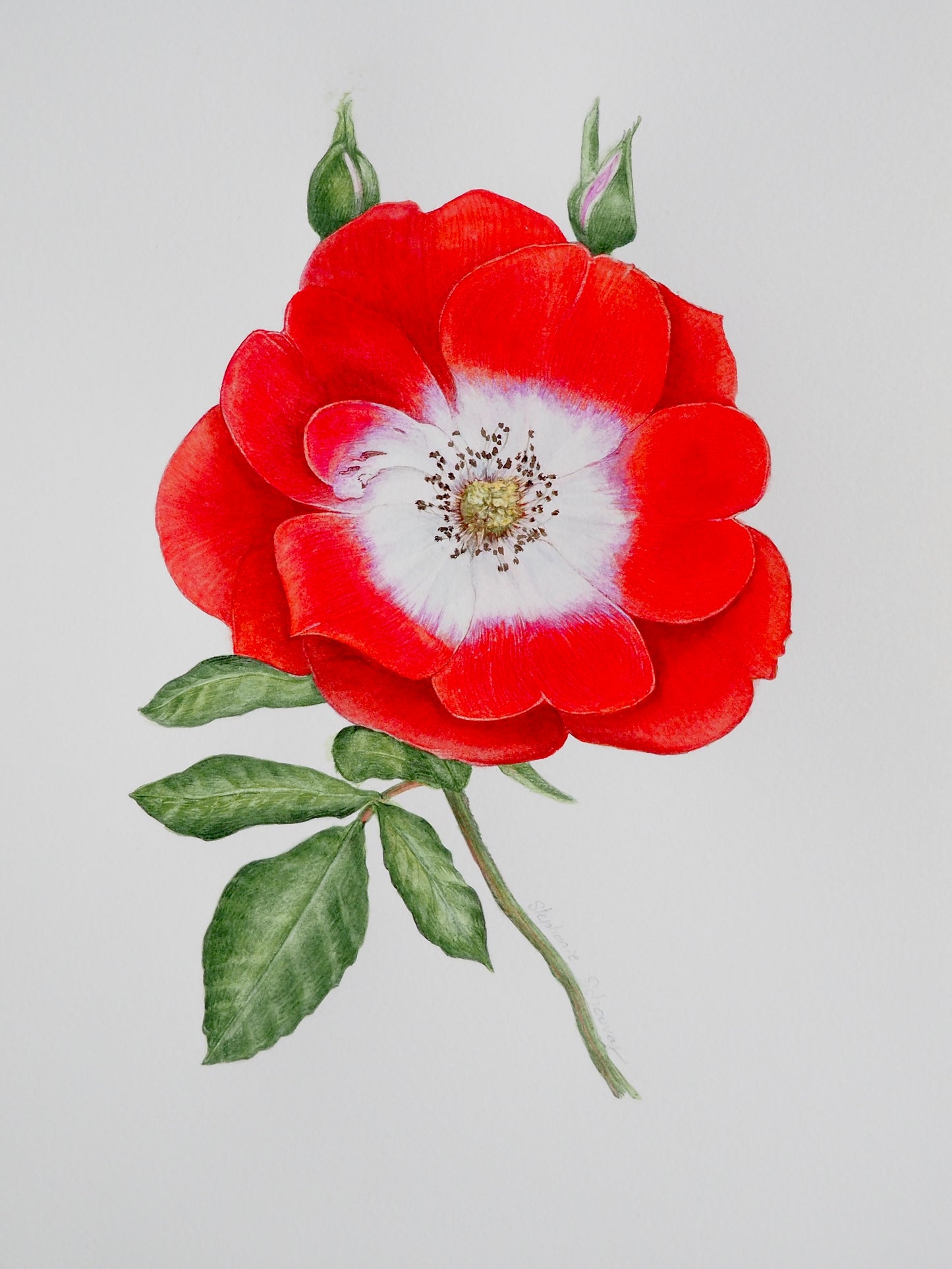 Illustration botanique à l'aquarelle d'églantier sauvage (Rosa canina), fleurs simples rouge éclatant et blanche