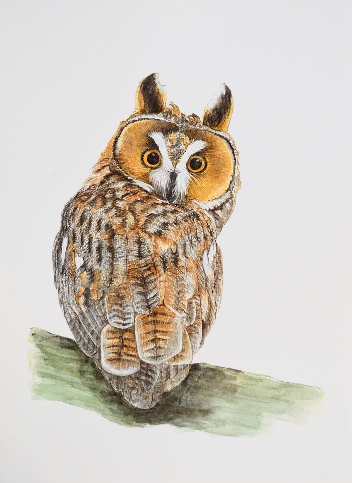 Illustration naturaliste à l'aquarelle de hibou moyen-duc (Asio otus), rapace nocturne au plumage brun tacheté et rayé, aigrettes caractéristiques