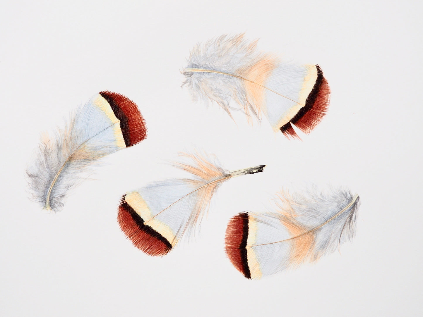 Illustration naturaliste à l'aquarelle de plumes d'oiseaux, nuances de gris et marron