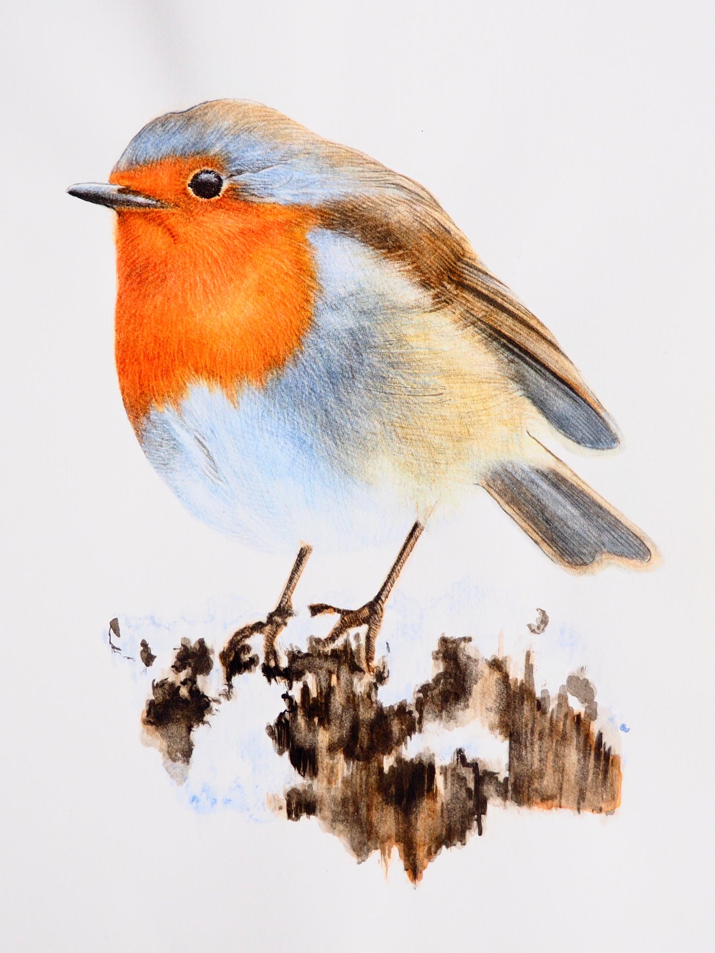 Illustration naturaliste à l'aquarelle de rouge-gorge familier des jardins (Erithacus rubecula), passereau à plastron rouge-orangé