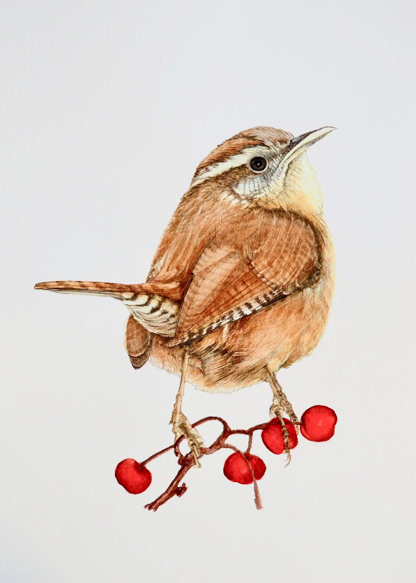 Illustration naturaliste à l'aquarelle de troglodyte mignon (Troglodytes troglodytes), petit passereau brun à queue dressée