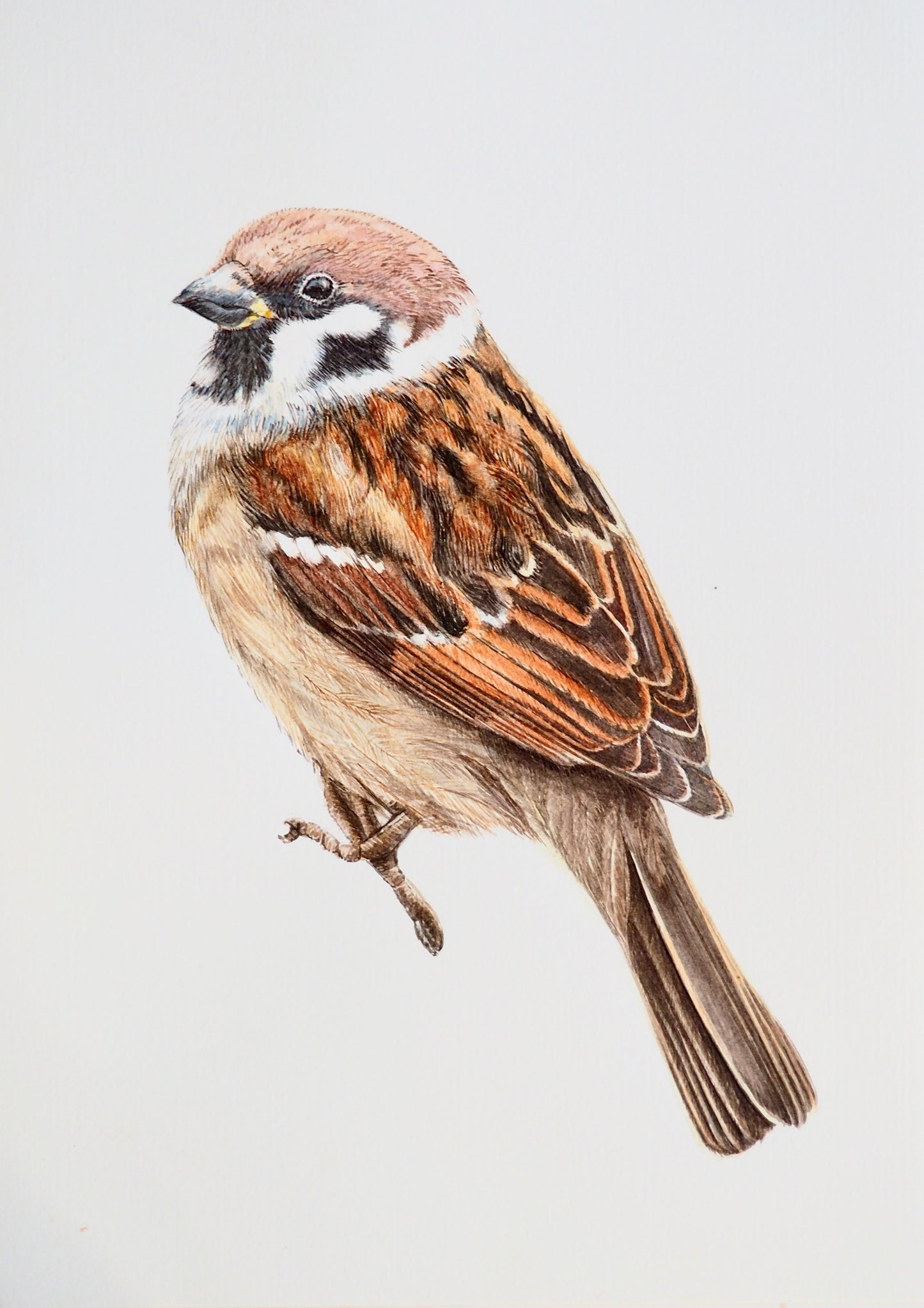 Illustration naturaliste à l'aquarelle de moineau domestique (Passer domesticus, Passeridae), petit passereau marron et gris