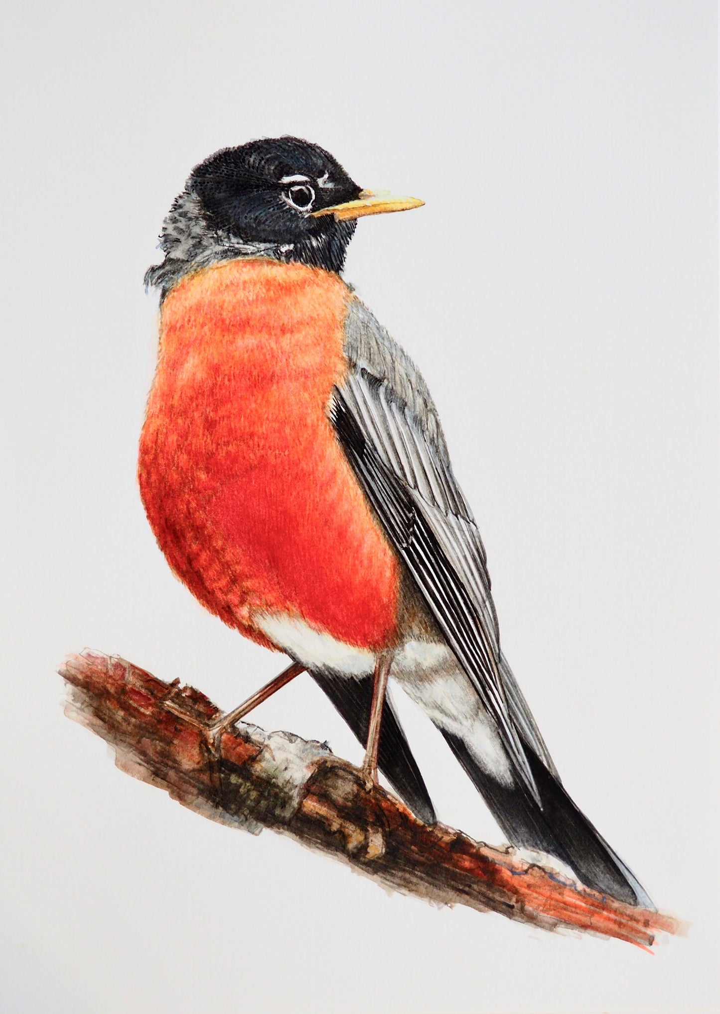 Illustration naturaliste à l'aquarelle de merle d'Amérique ou rouge-gorge d'Amérique (Turdus migratorius), passereau au ventre rouge-orangé