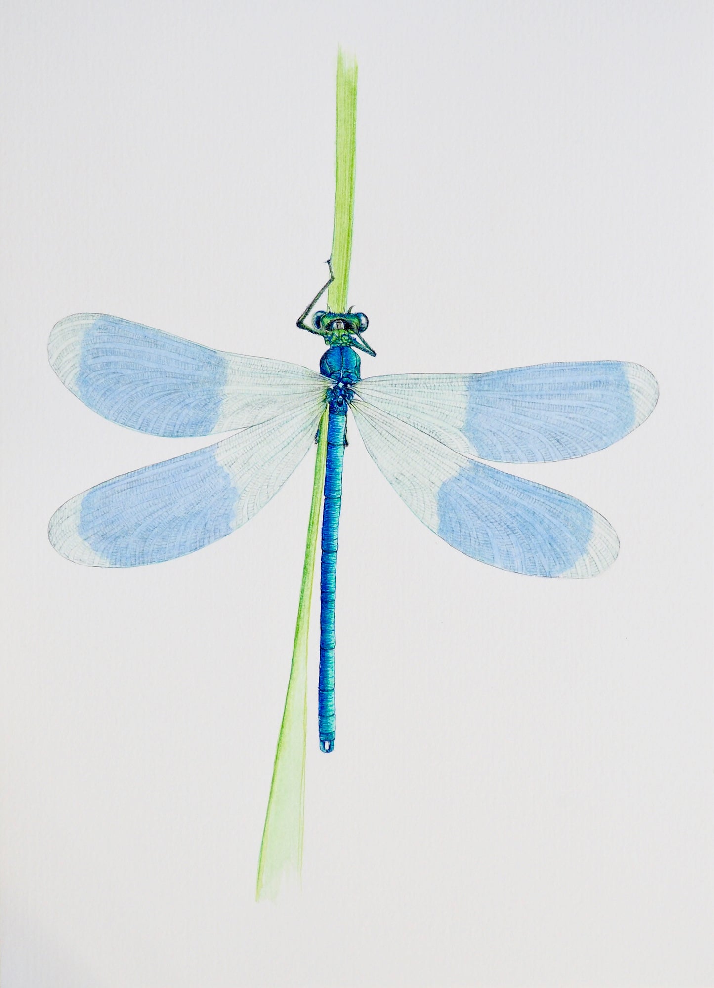 Illustration naturaliste à l'aquarelle de libellule bleue, Caloptéryx vierge (Calopteryx virgo)