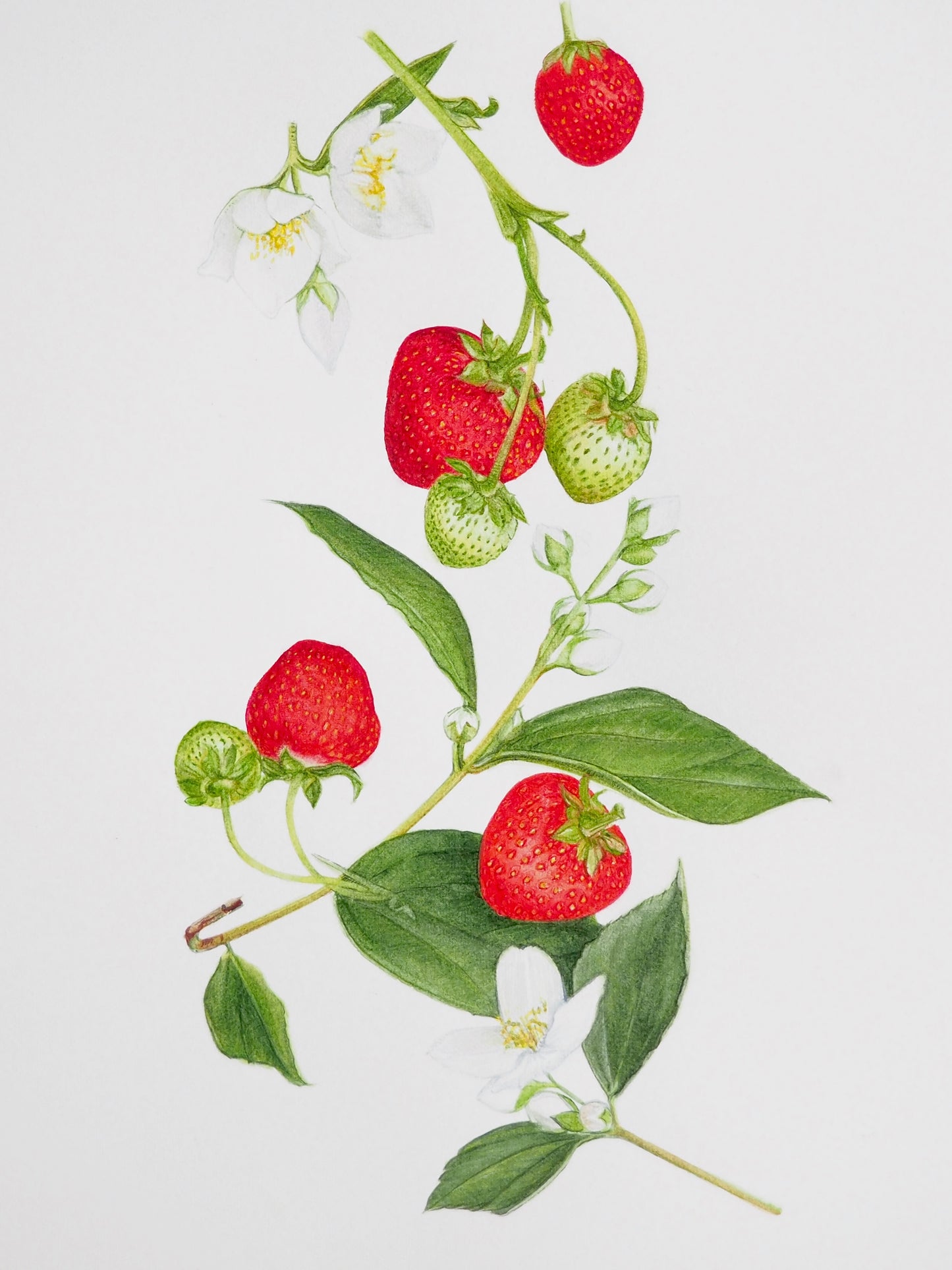 Illustration botanique à l'aquarelle de fraises rouges, fleurs blanches et tiges avec feuillage