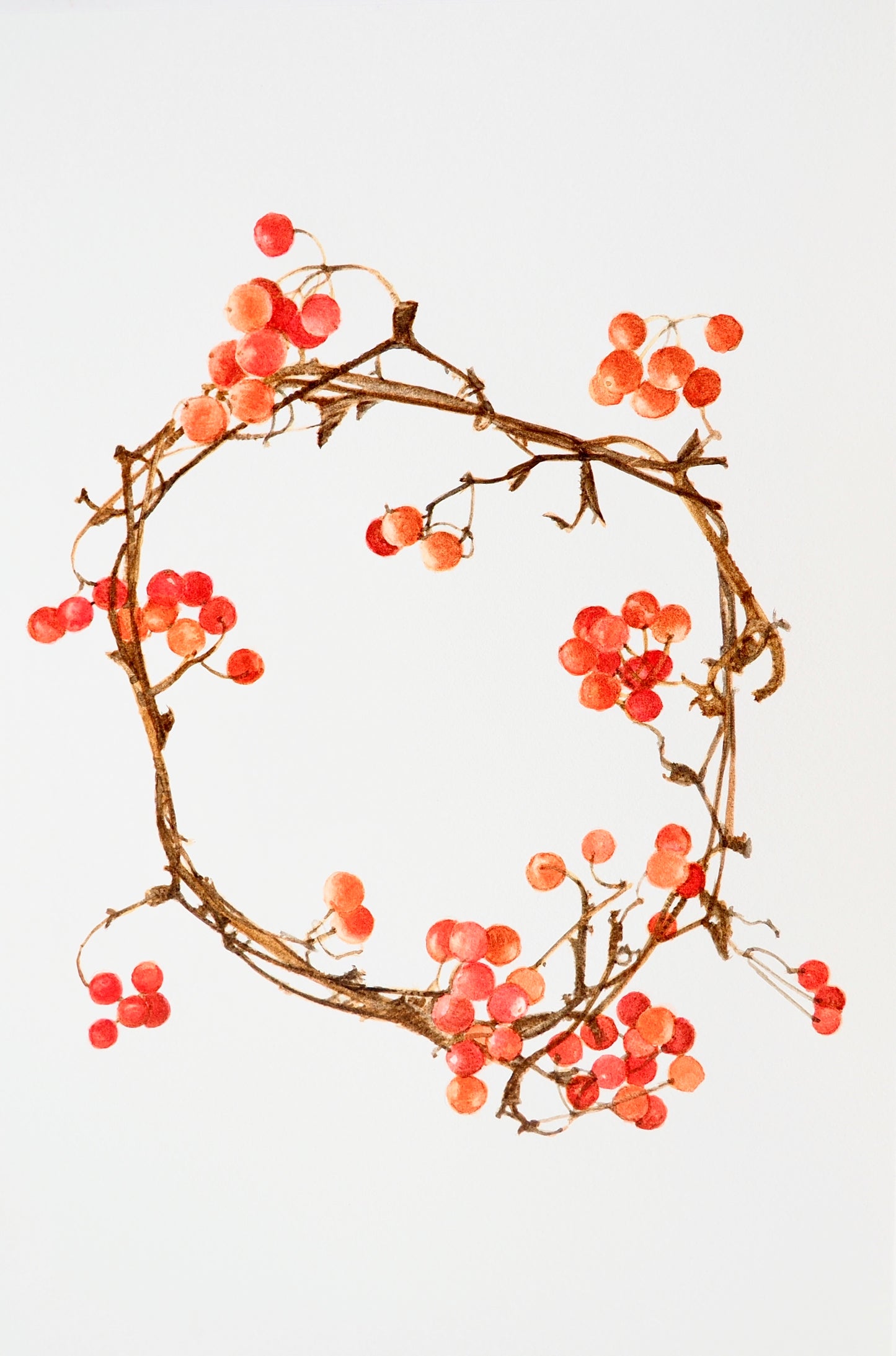 Illustration botanique à l'aquarelle de branchage en couronne de sorbier des oiseleurs (Sorbus aucuparia, Rosacées) aux baies rouges