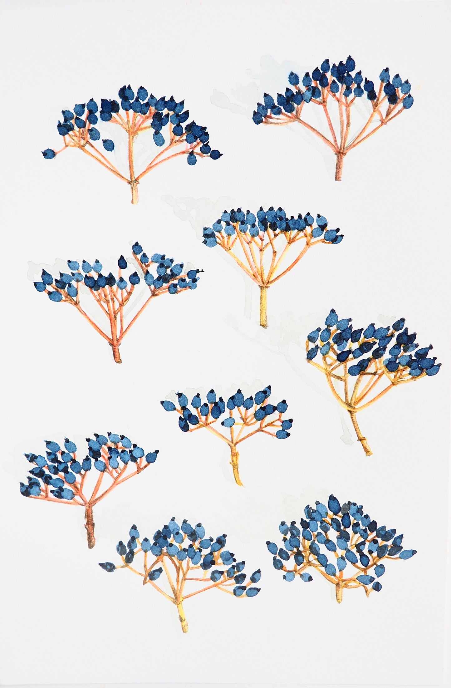 Illustration botanique à l'aquarelle de planche de petits fruits bleus de laurier tin (Viburnum tinus)