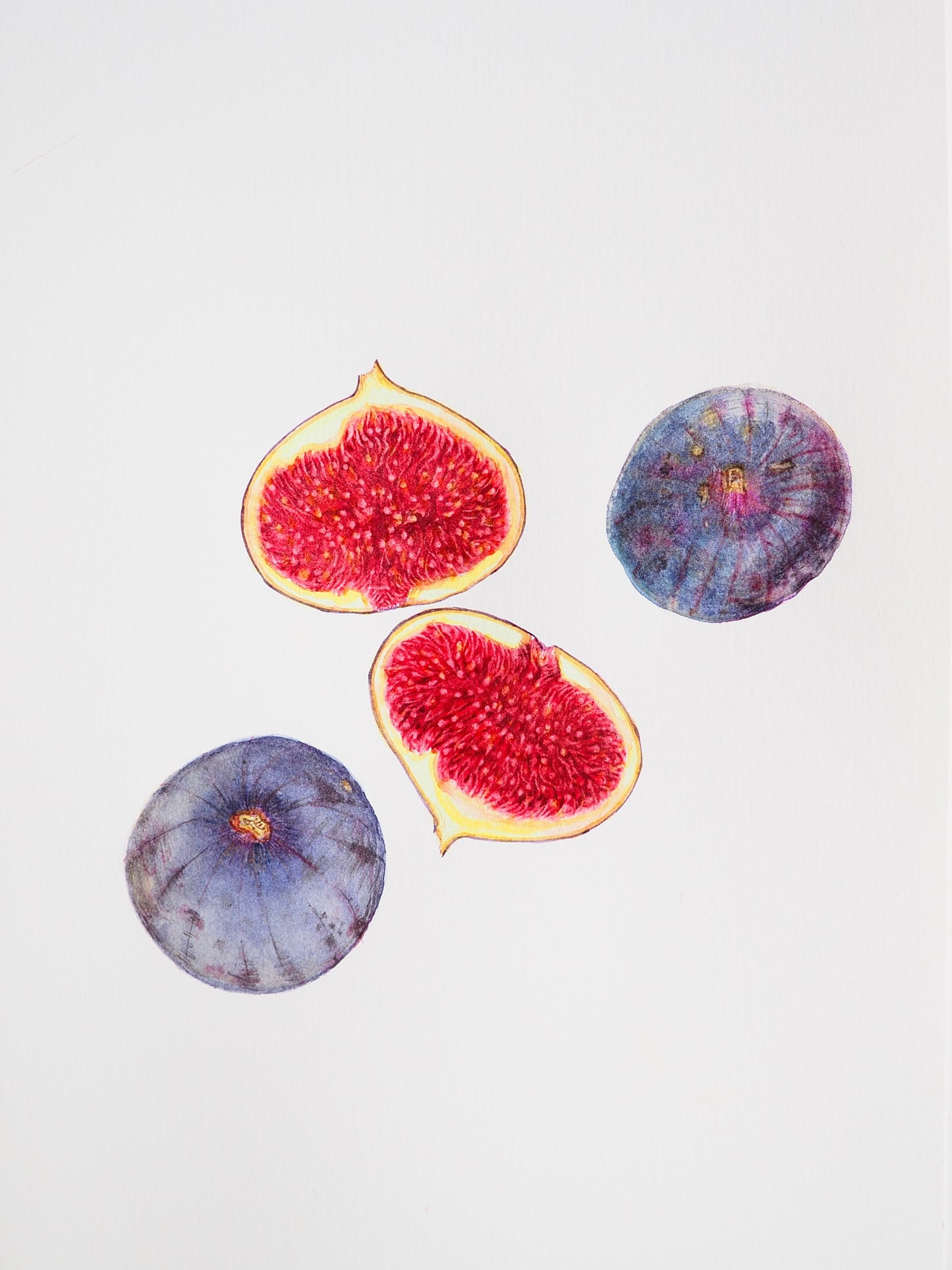 Aquarelle botanique de figues noires du Ventoux (Ficus carica), fruits de Provence