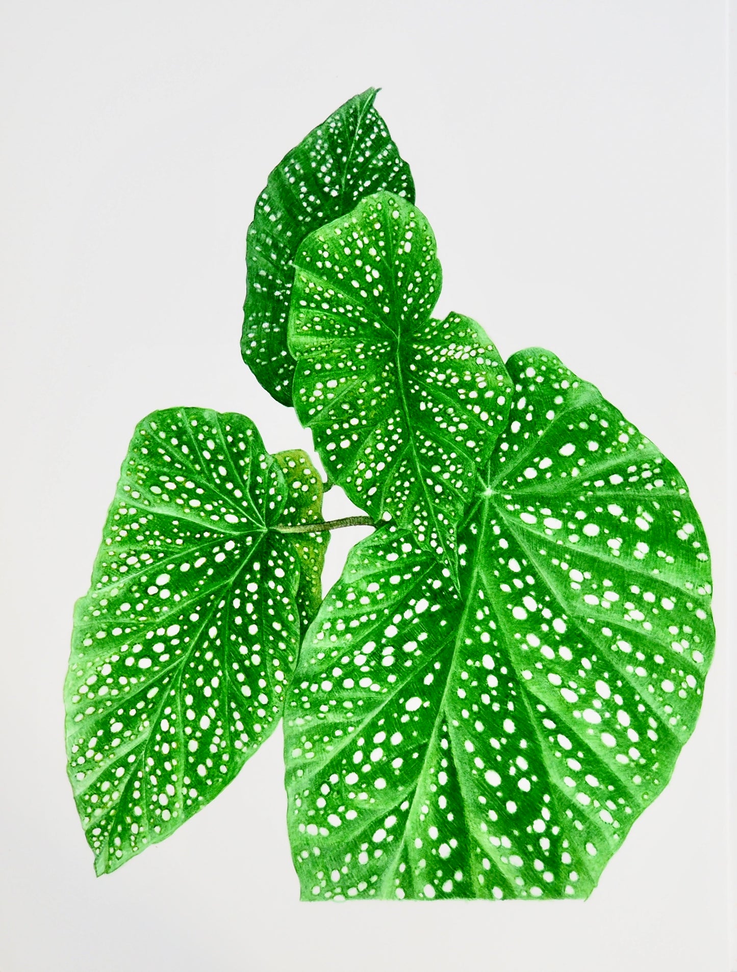 Illustration botanique à l'aquarelle de feuille de bégonia maculé ou Tamaya (Begonia maculata) aux taches blanches caractéristiques