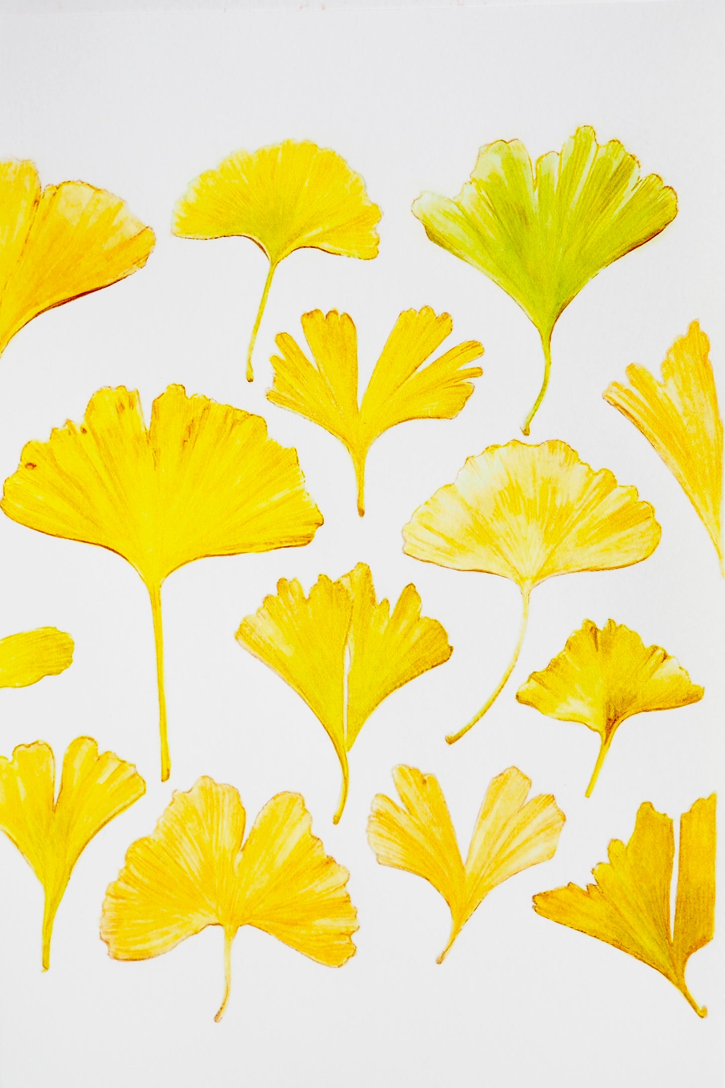 Illustration botanique à l'aquarelle de feuilles de ginkgo biloba en éventail, jaunes