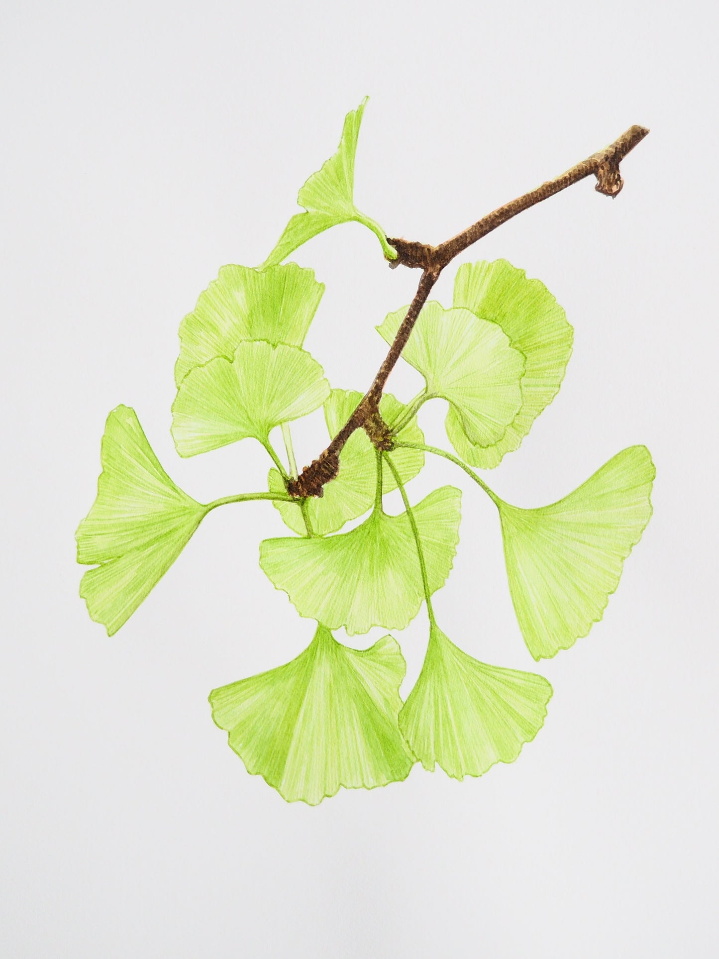 Illustration botanique à l'aquarelle de feuilles vertes en éventail de ginkgo biloba (Ginkgoaceae), gymnosperme aux nervures délicates