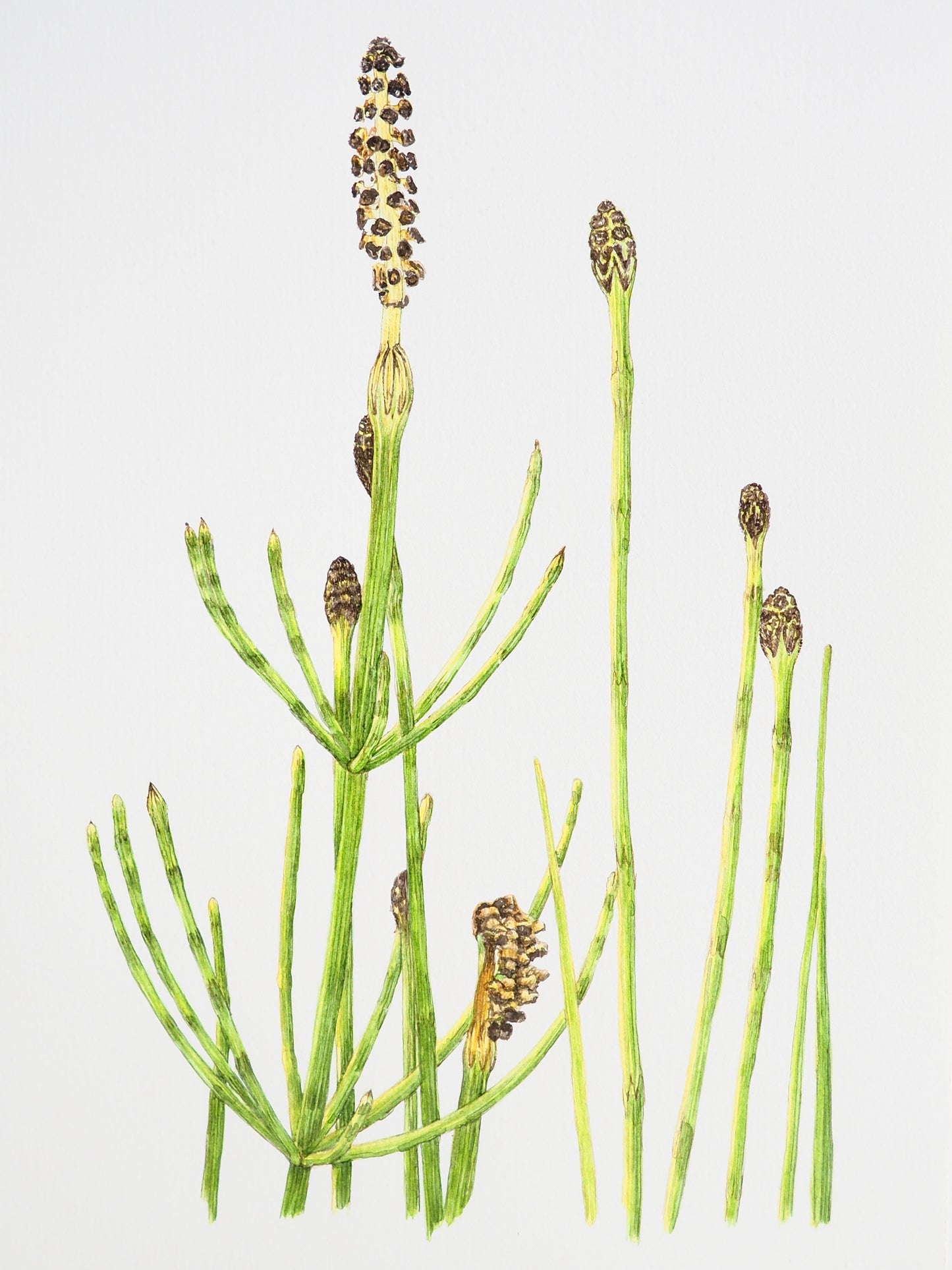 Illustration botanique à l'aquarelle de prêle des eaux ou prêle des rivières (Equisetum limosum), plante primitive aux tiges segmentées vertes