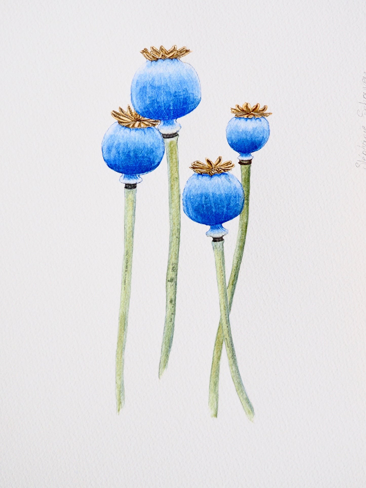 Illustration botanique à l'aquarelle de capsule de pavot (Papaver), fruit sec aux graines caractéristiques