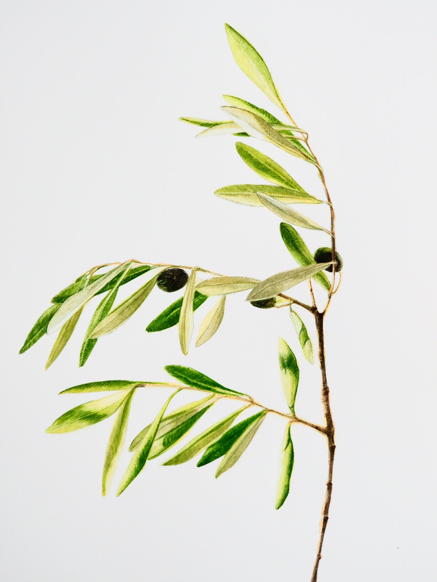 Illustration botanique à l'aquarelle de branche d'olivier (Olea europaea) aux feuilles à reflets argentés et olives noires