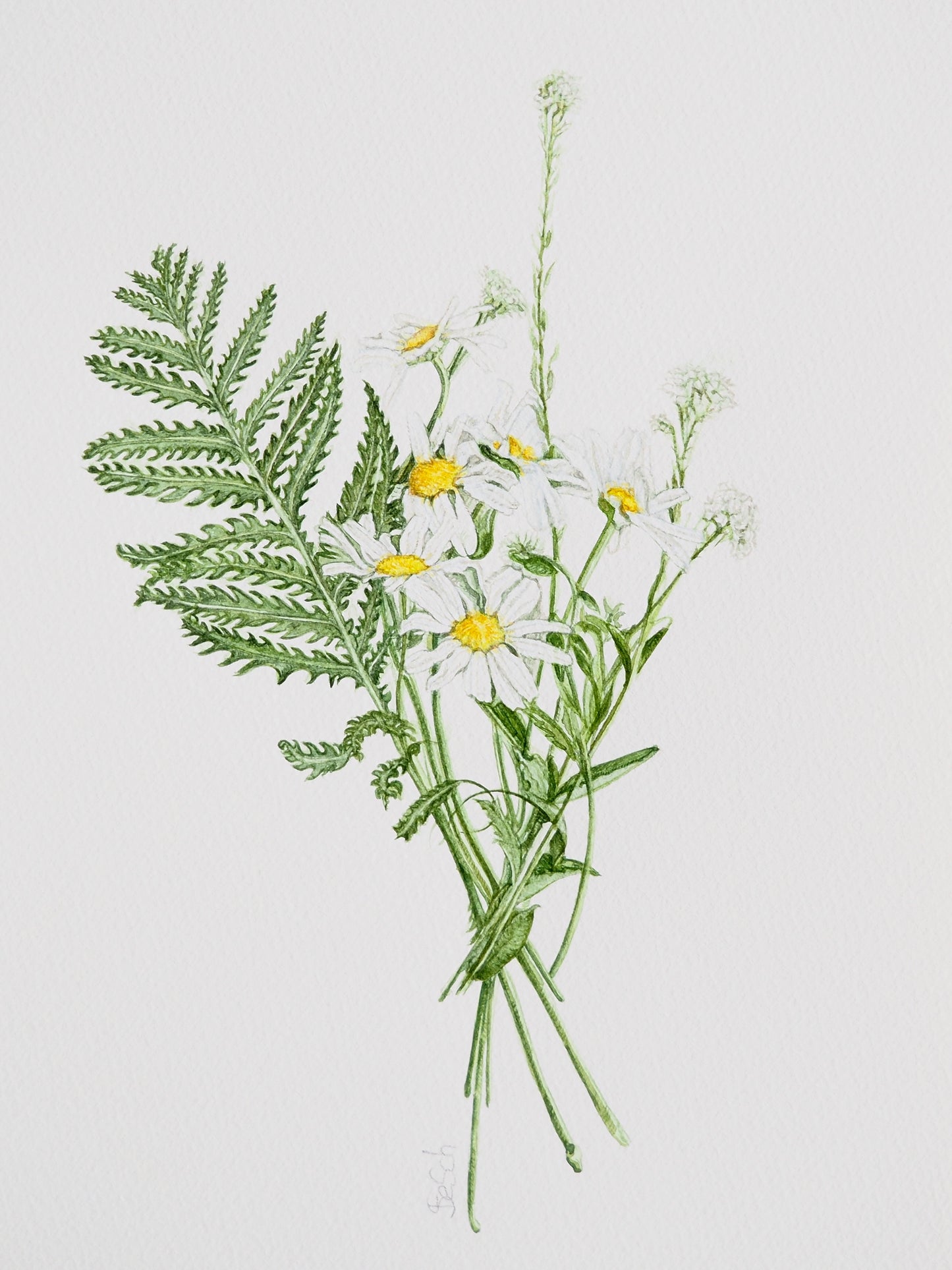 Illustration à l'aquarelle de bouquet champêtre de marguerites blanches et fougères des bois