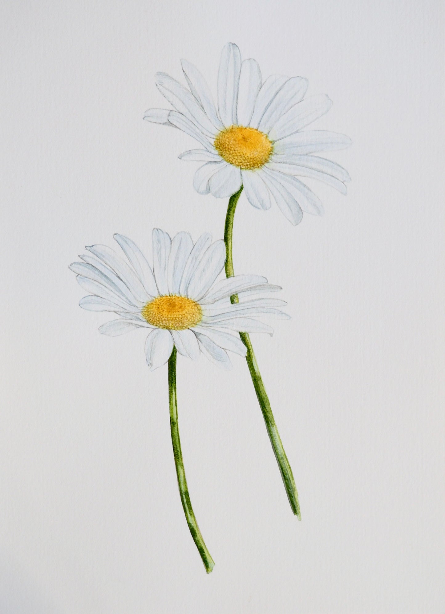 Aquarelle botanique de Leucanthemum vulgare, marguerites communes aux pétales blancs et cœur jaune