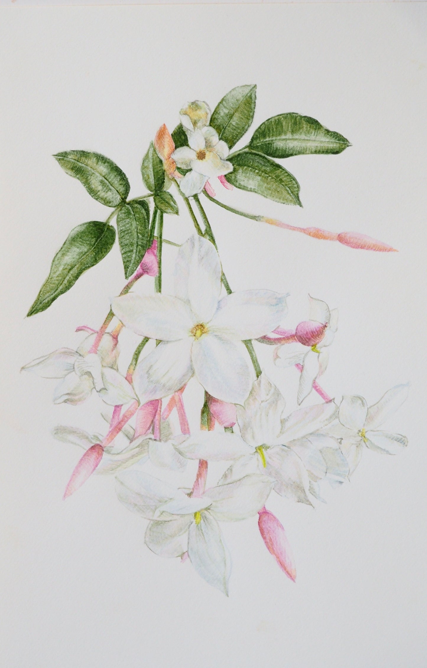 Illustration botanique à l'aquarelle de branche de jasmin (Jasminum officinale, Oleaceae) aux bourgeons rosés pourpres