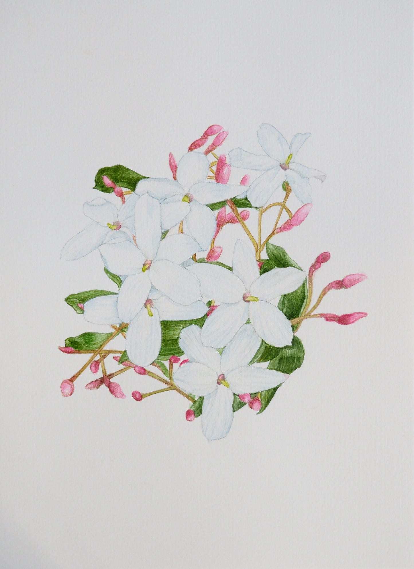 Illustration botanique à l'aquarelle de jasmin (Jasminum officinale, Oleaceae) avec feuillage et bourgeons rosés pourpres