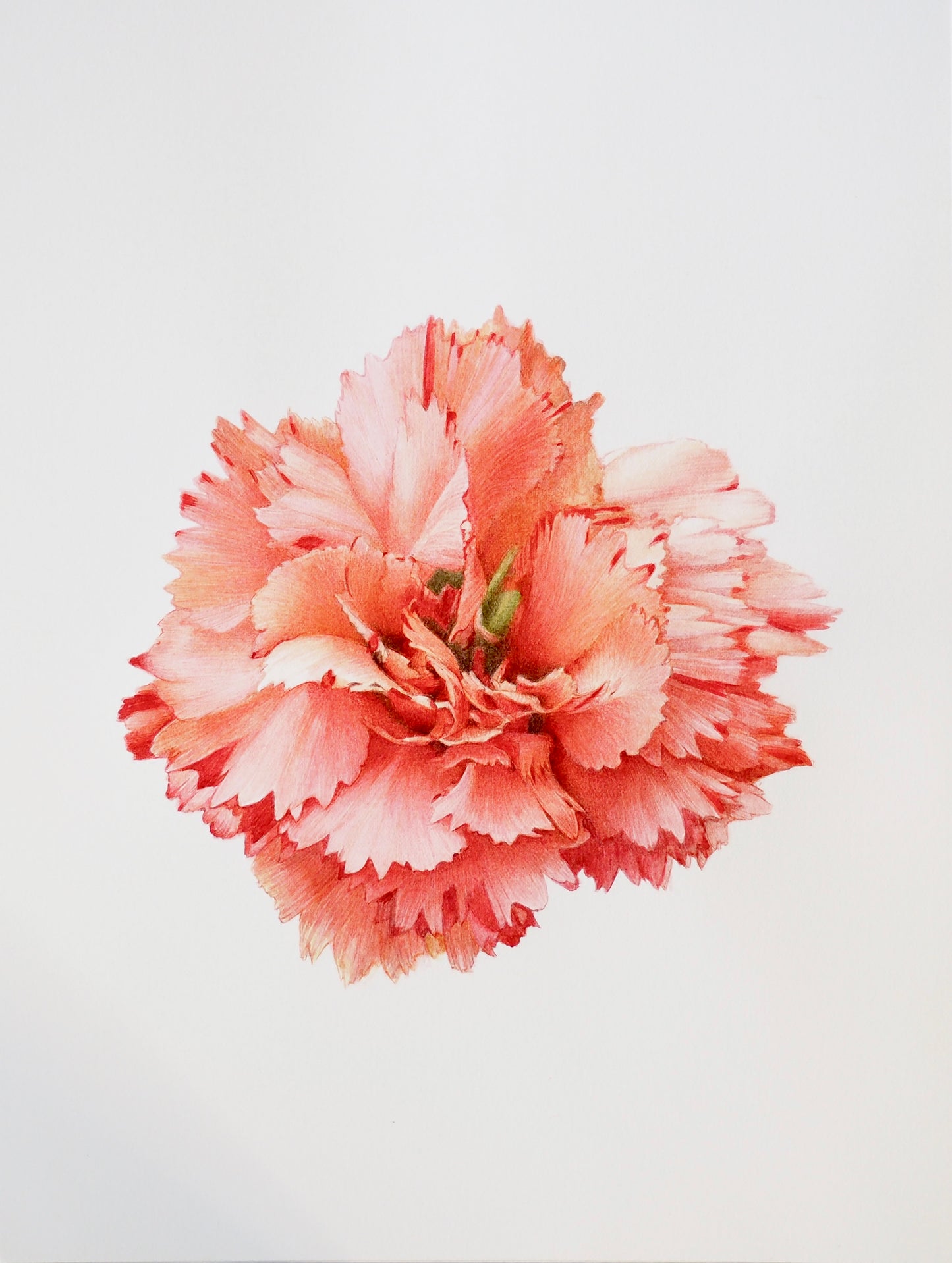 Illustration botanique à l'aquarelle d'œillet mignardise rose saumon (Dianthus plumarius Rosa)
