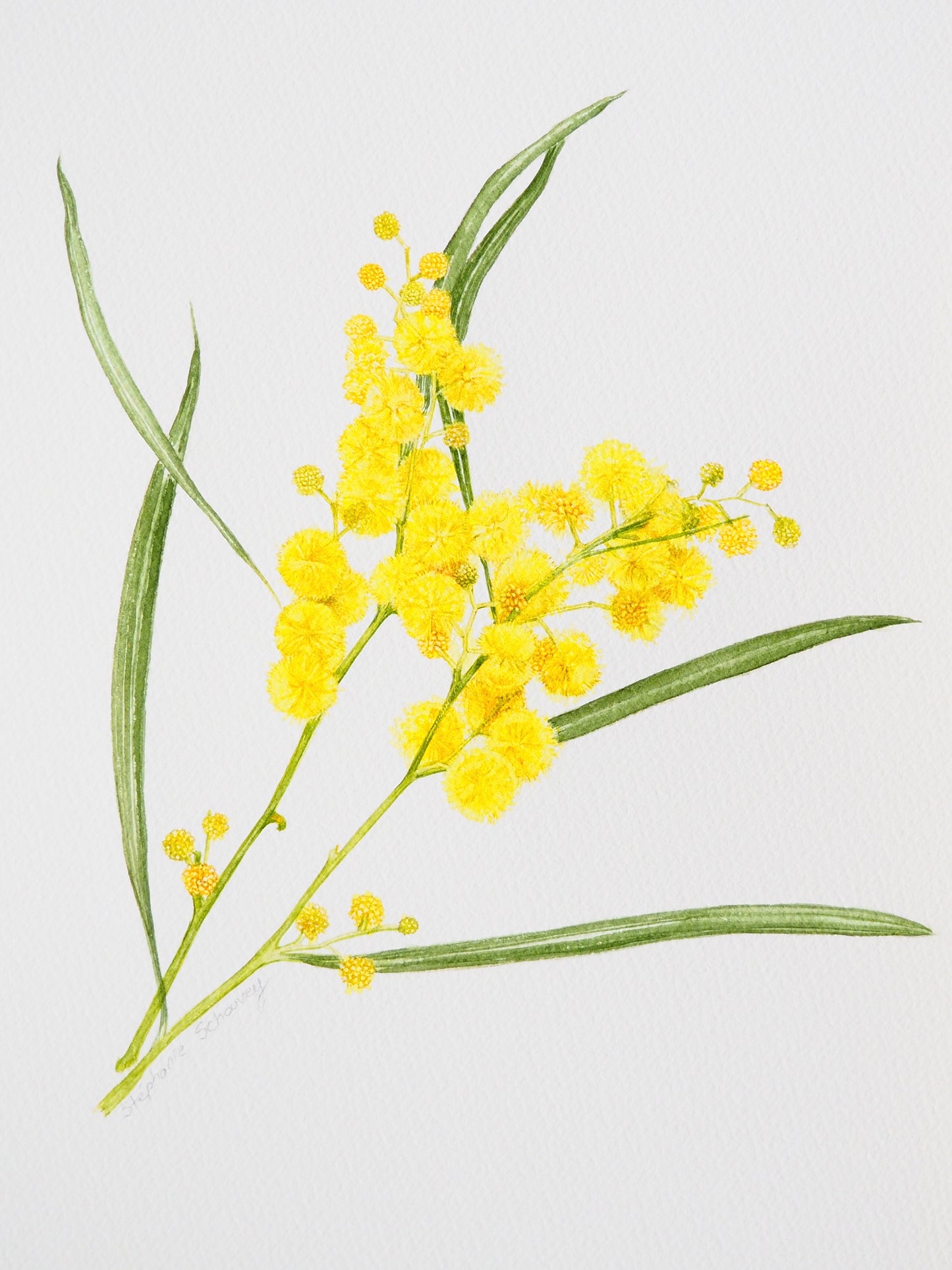 lllustration botanique à l'aquarelle de mimosa à feuilles de saule (Acacia saligna) aux fleurs jaunes en pompons