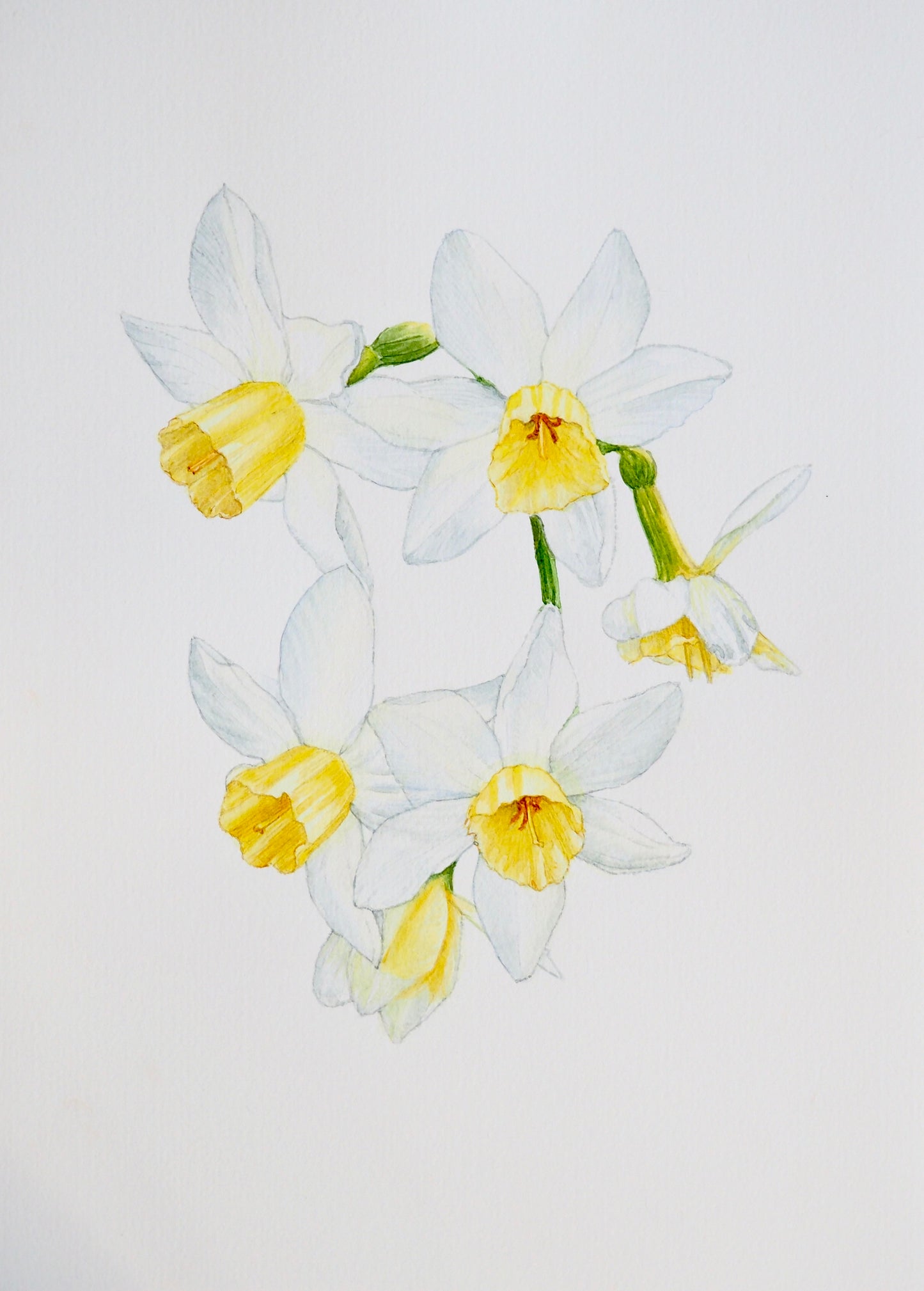 Illustration botanique à l'aquarelle de narcisse blanc et couronne jaune (Narcissus, Amaryllidaceae), plante bulbeuse printanière