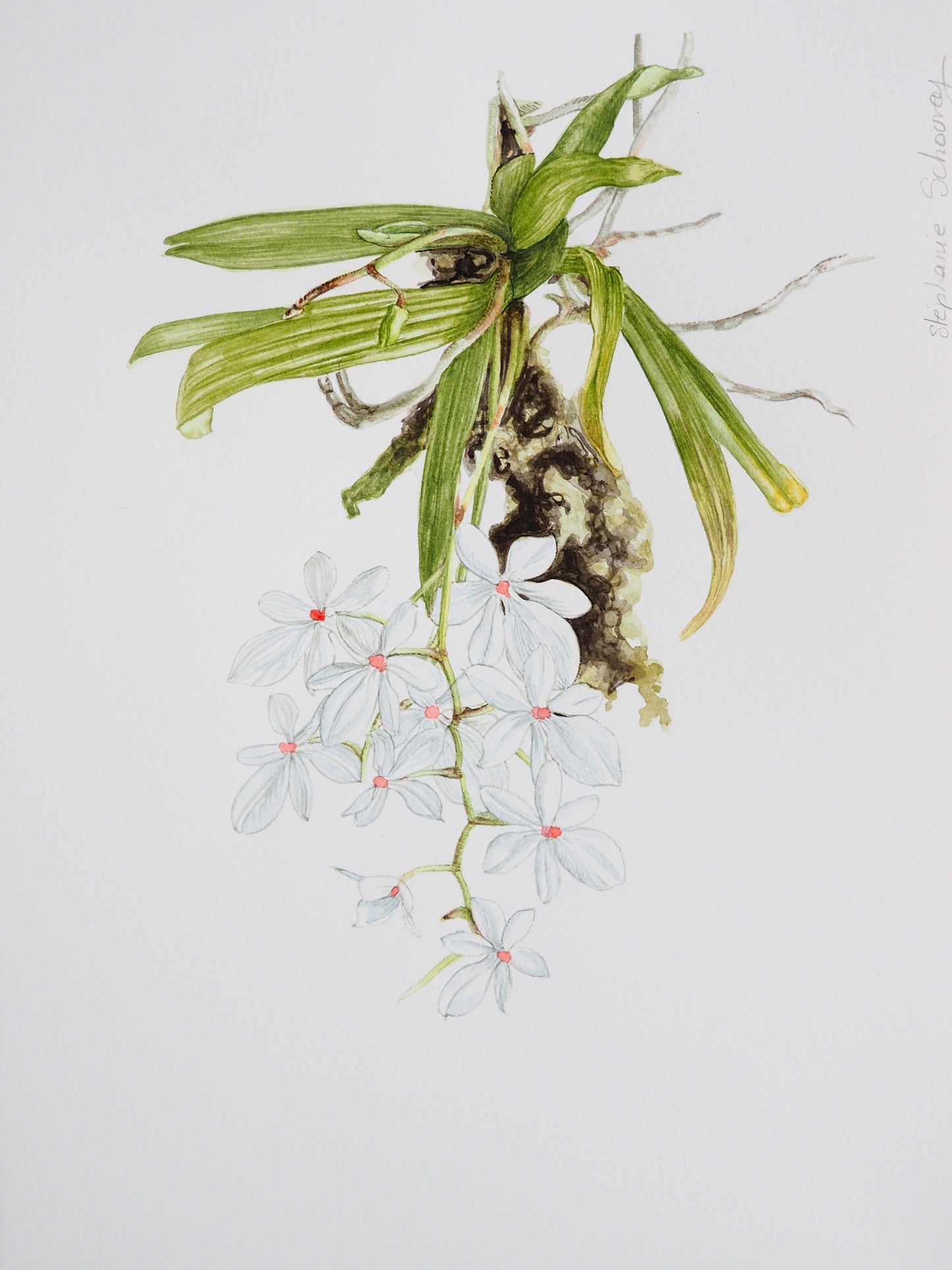 Aquarelle botanique d'Aerangis luteoalba, orchidée épiphyte aux petites fleurs blanches étoilées