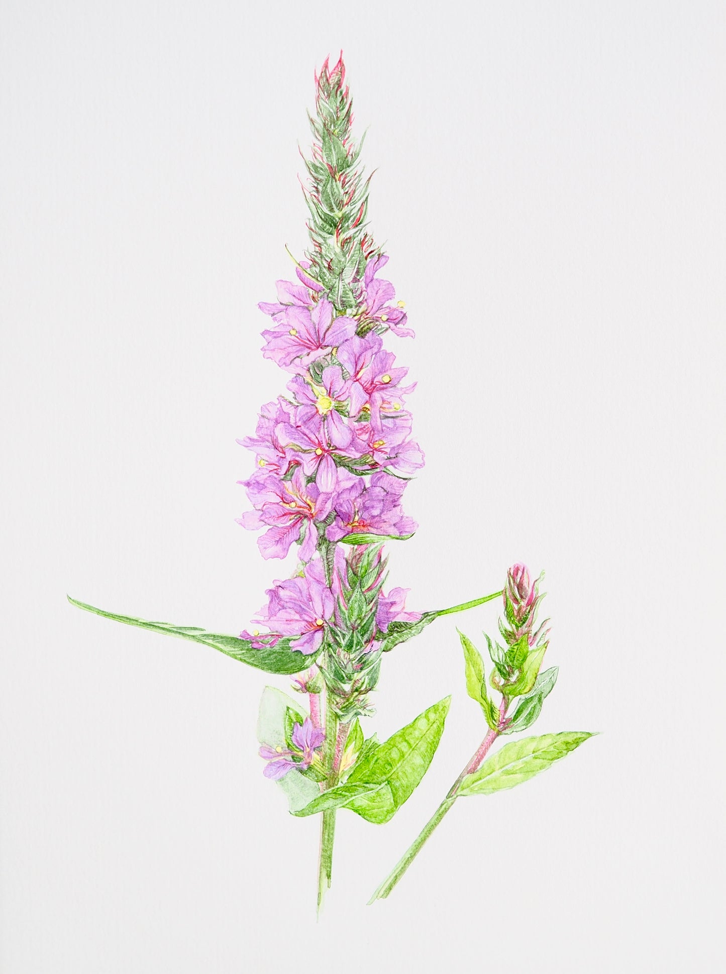 Aquarelle botanique de Lythrum salicaria, salicaire commune aux épis floraux roses pourpres