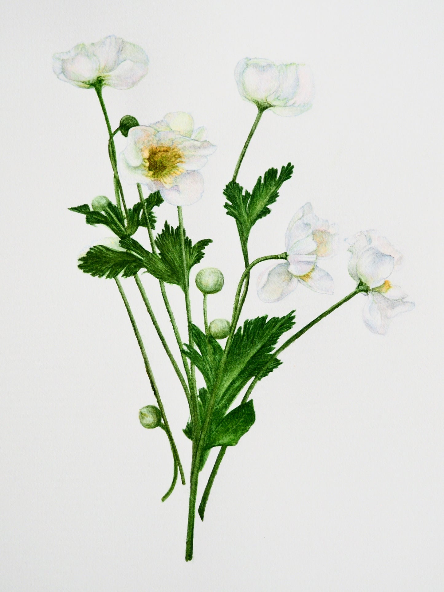 Illustration botanique à l'aquarelle de renoncules blanches (Ranunculus ololeucos, Ranunculaceae)