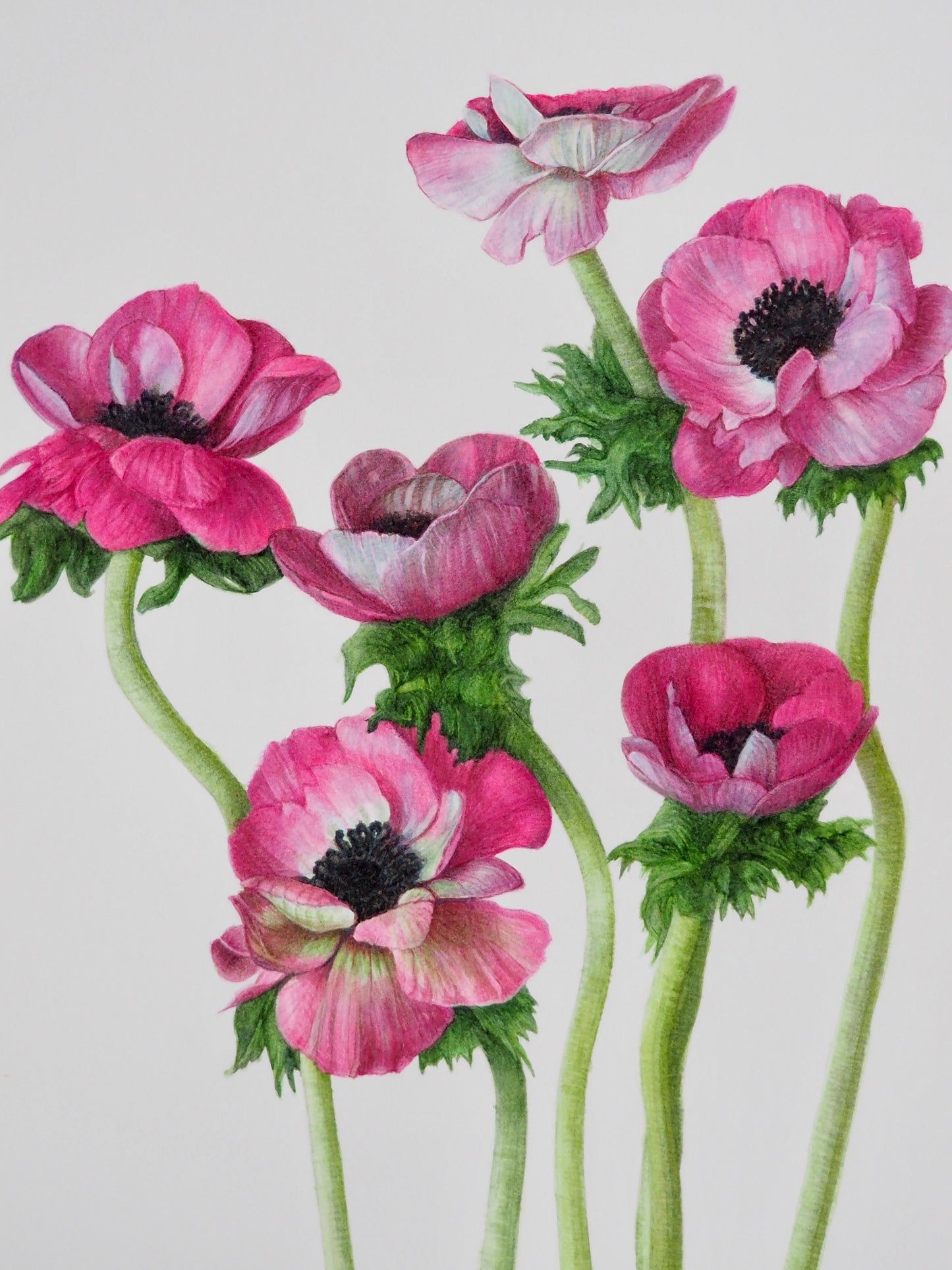 Illustration botanique à l'aquarelle d'anémones Galil cerise aux pétales fuchsia et cœur noir, fleurs de sous-bois