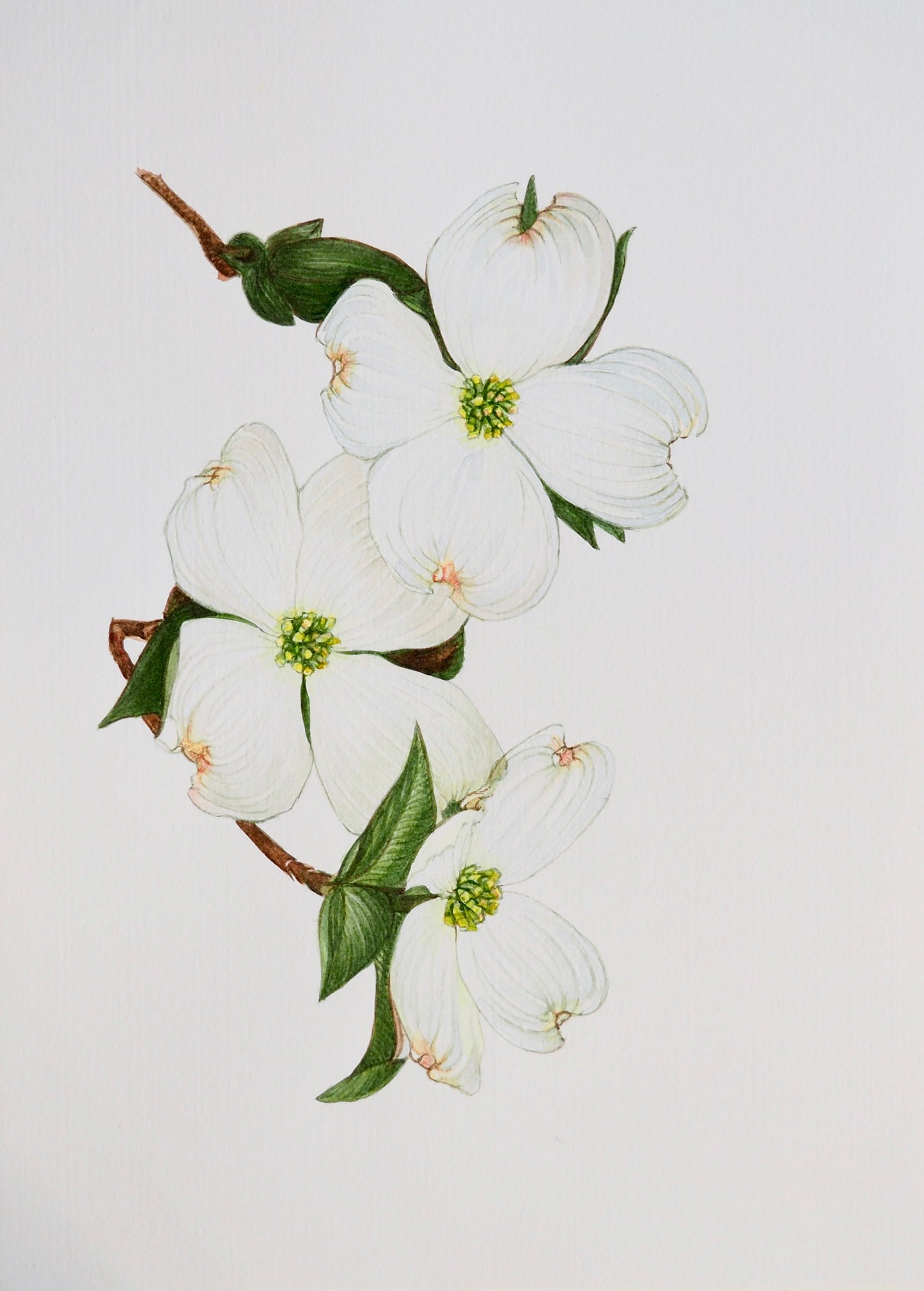 Illustration botanique à l'aquarelle de fleurs blanches de cornouiller (Cornus), arbuste au bois dur